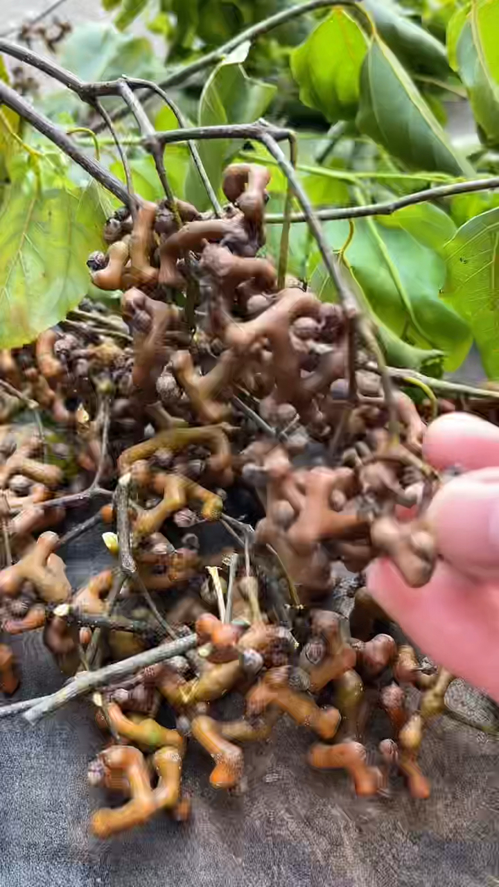 拐枣#优质农产品