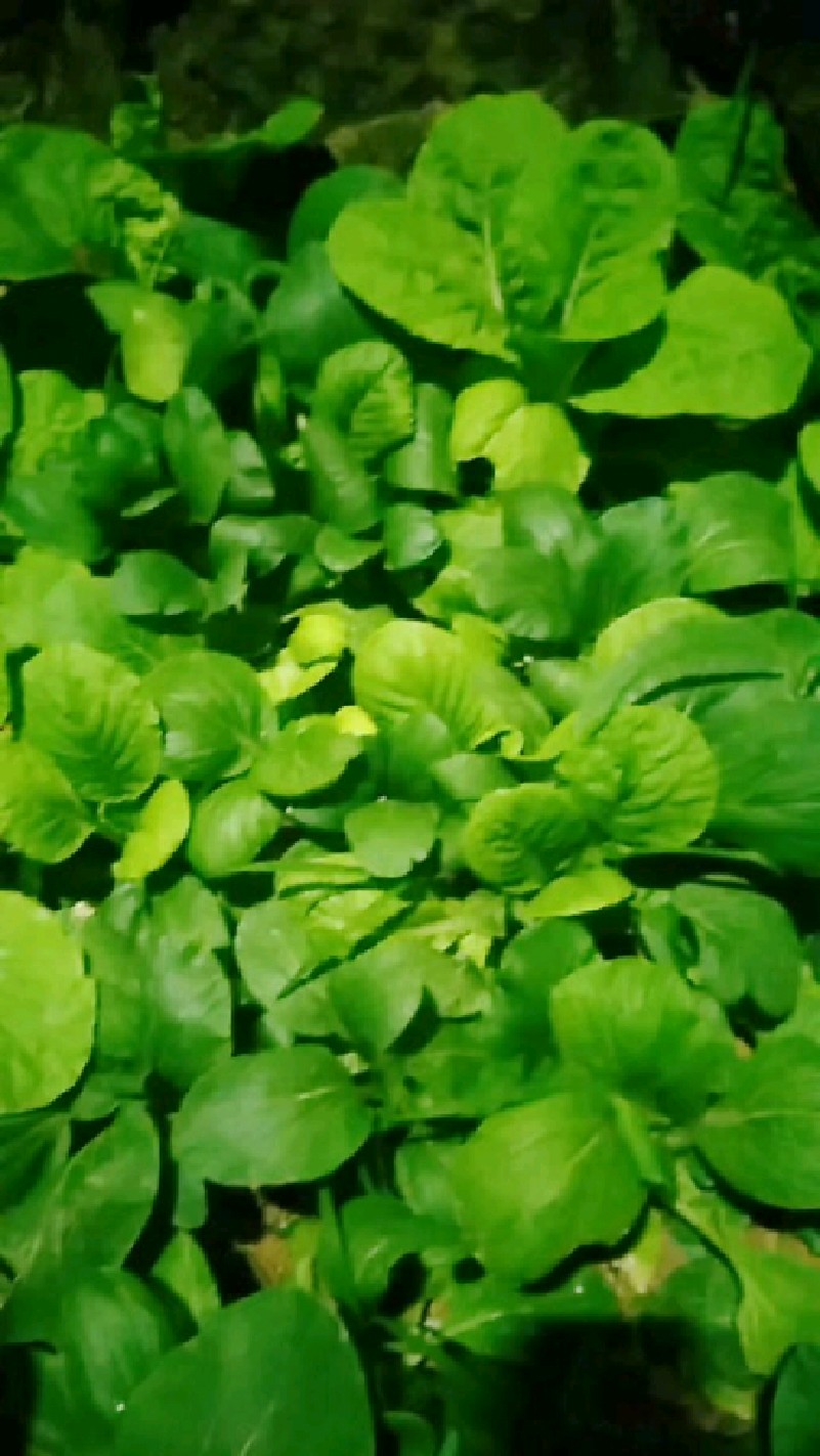 奶油白菜,只一棵,稀有而珍贵,虽然旁边的白菜友友很嫩很鲜