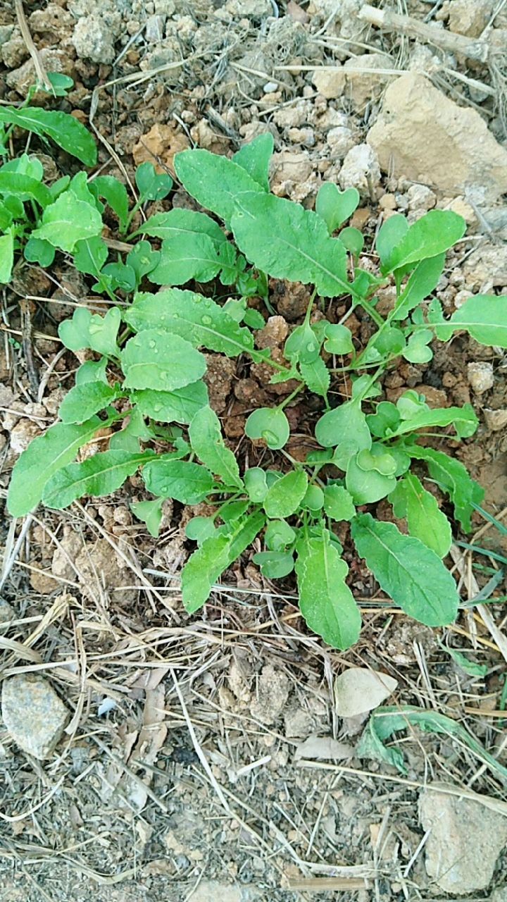 好嫩的萝卜小苗,还挂着水珠,每棵都很精致