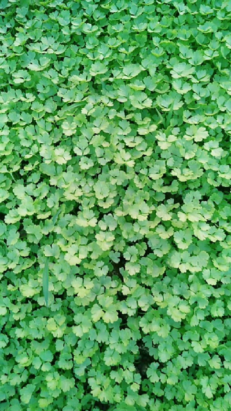 芹菜刚发芽的样子图片