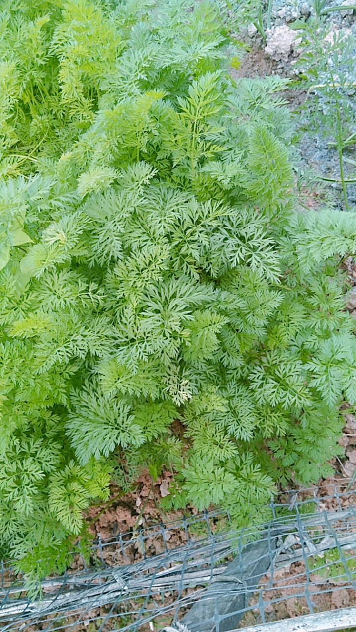 胡萝卜,开始在土壤里长着小果子,它的杆子粗而有力