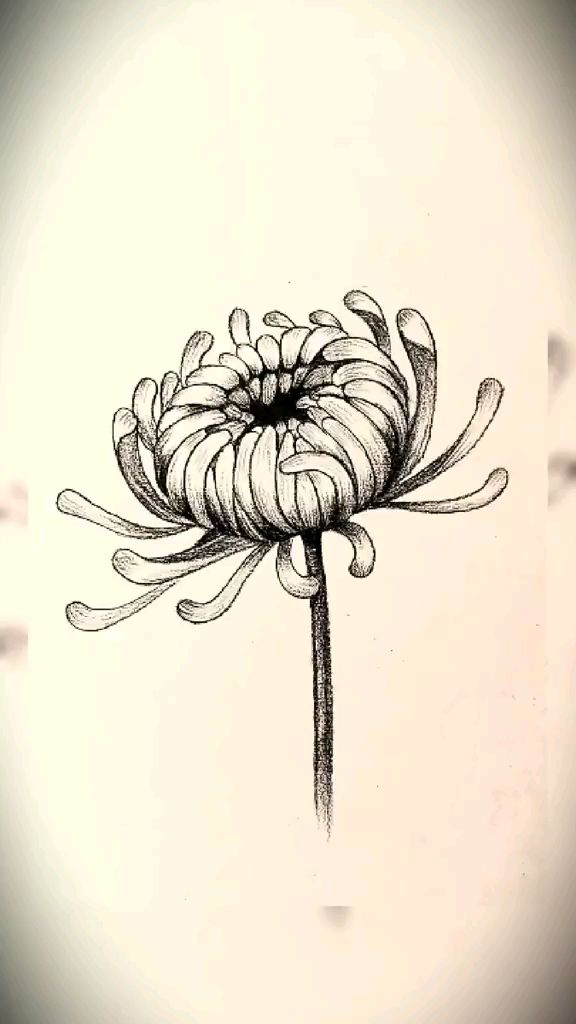 用铅笔画一朵菊花