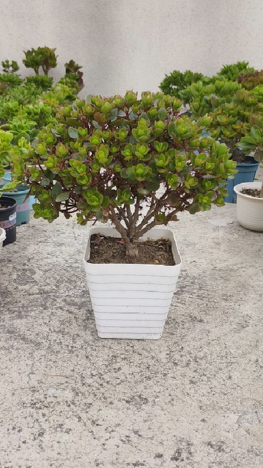 长寿花单瓣宫灯,不到两年的老桩