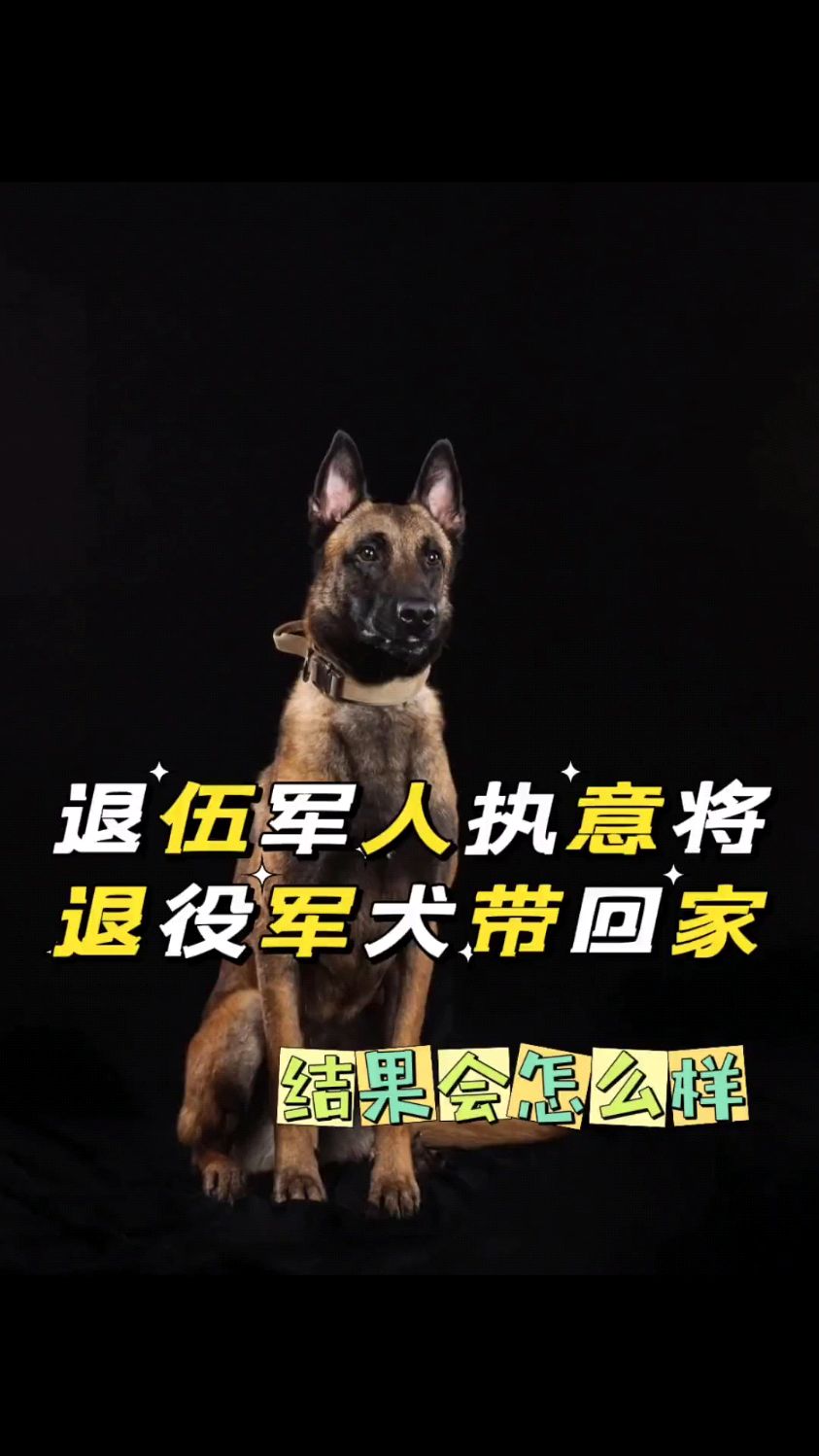 退役军犬和小萌猫图片