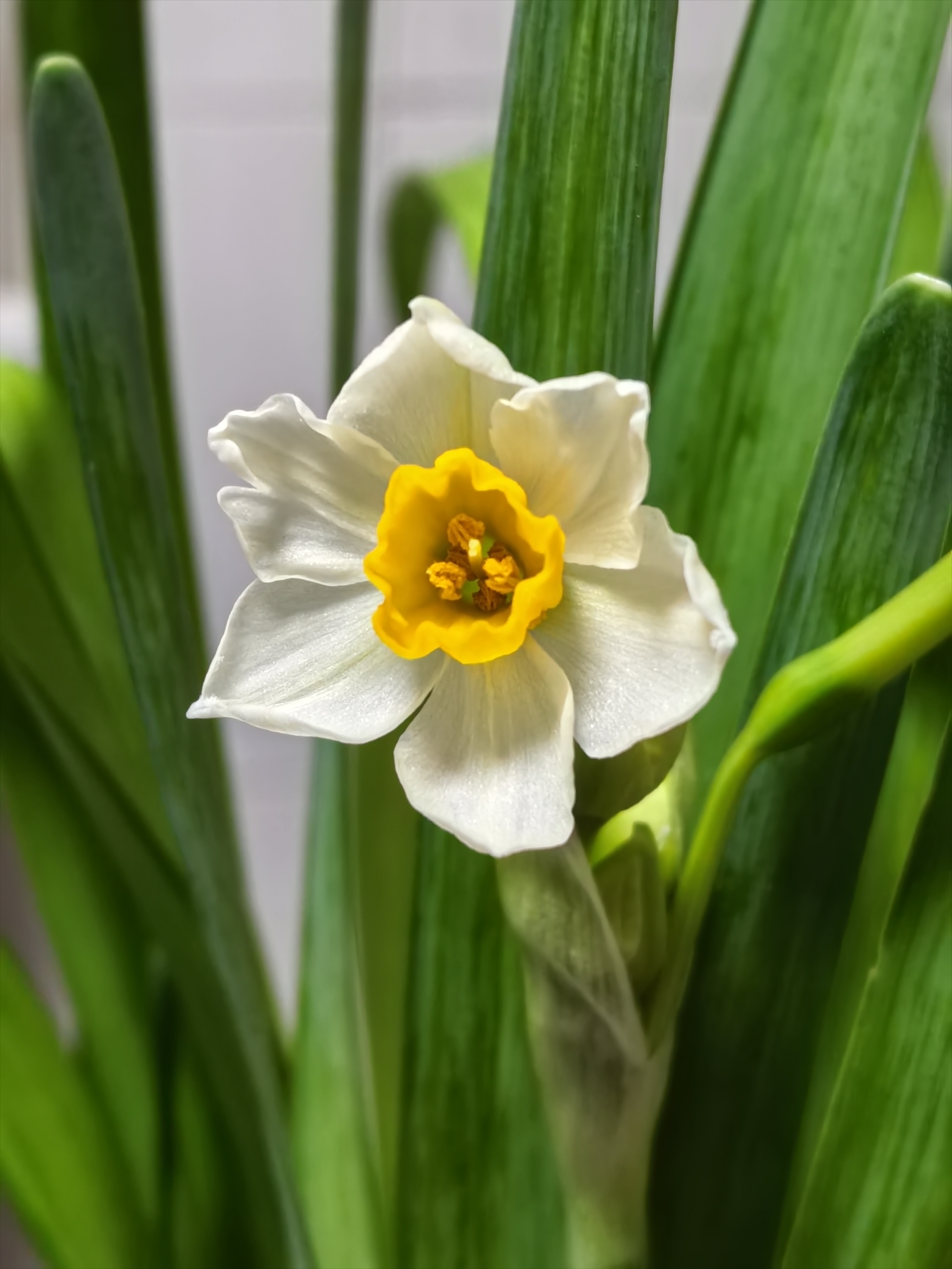 动态连更挑战# 我养的水仙花今天终于绽放出第一朵花,虽然颜值不是我