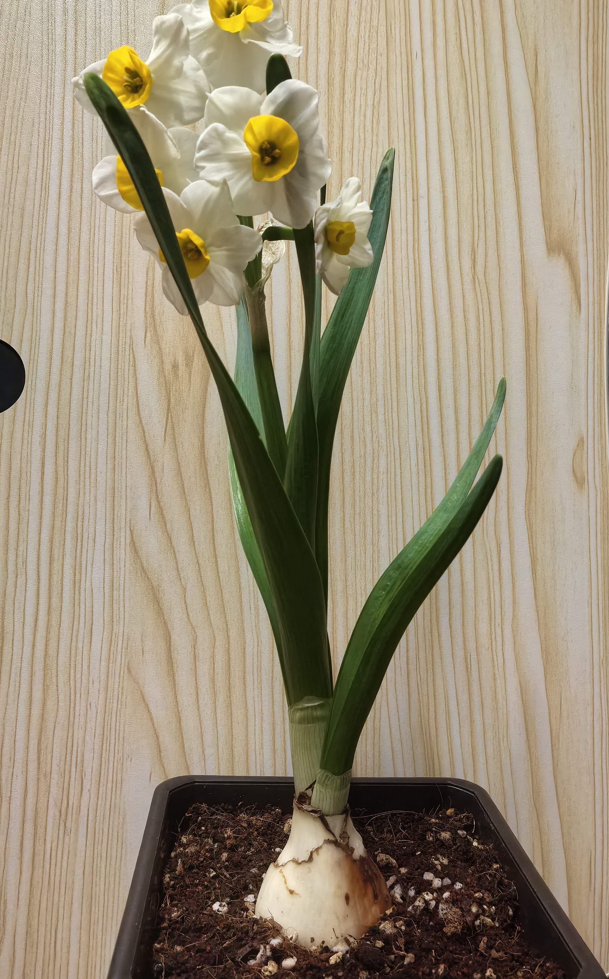 我用手机记录这颗盆栽水仙的生长过程,从栽种球茎到