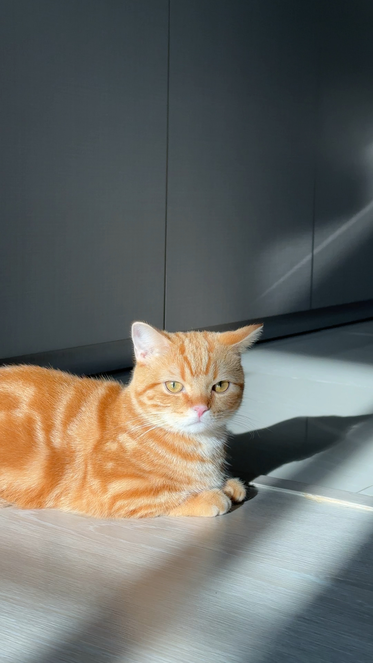 阳光下的橘猫:一幅温馨治愈的画面