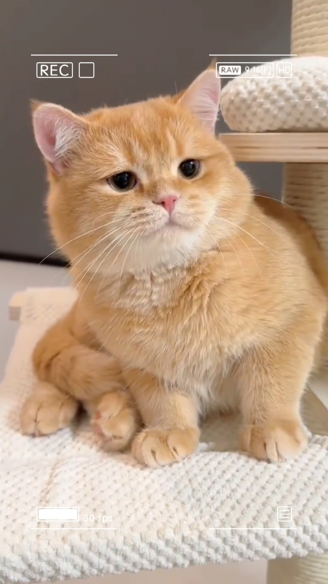 萌宠胖橘猫:圆润可爱,治愈人心