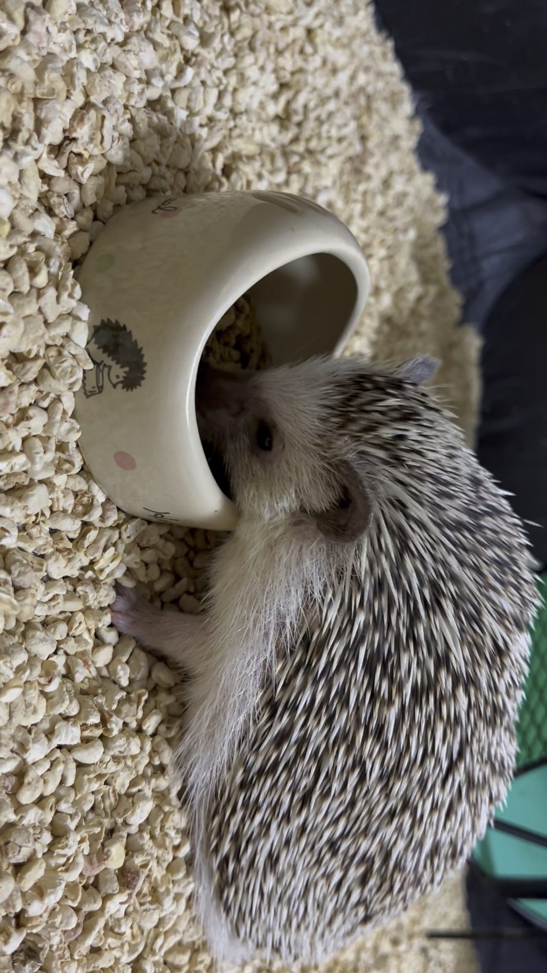 可爱小刺球:宠物刺猬的温馨日常