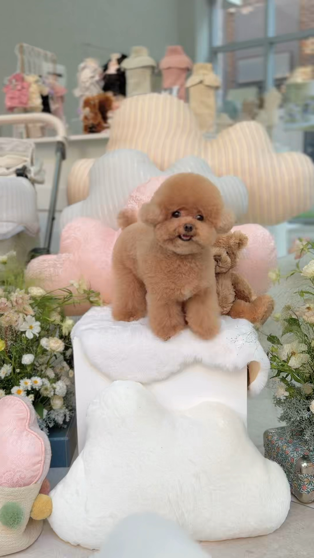 宠爱泰迪:时尚宠物的欢乐日常