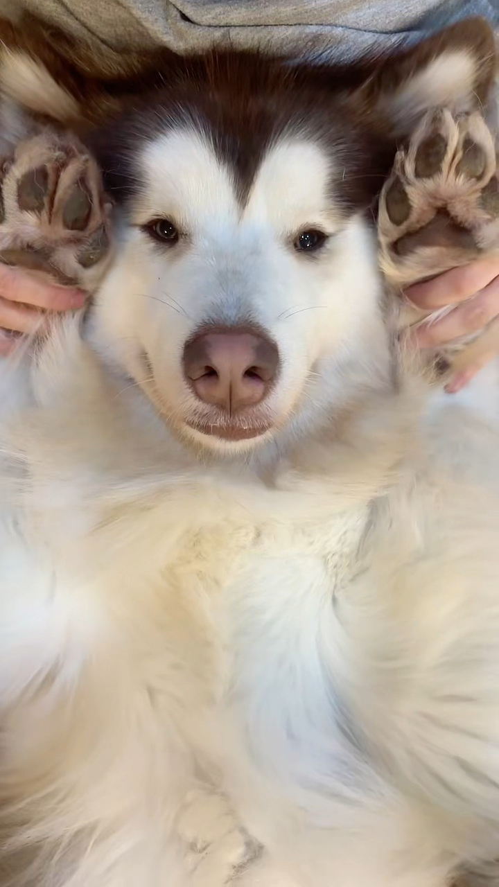 萌宠狗,跟随音乐节拍的可爱精灵