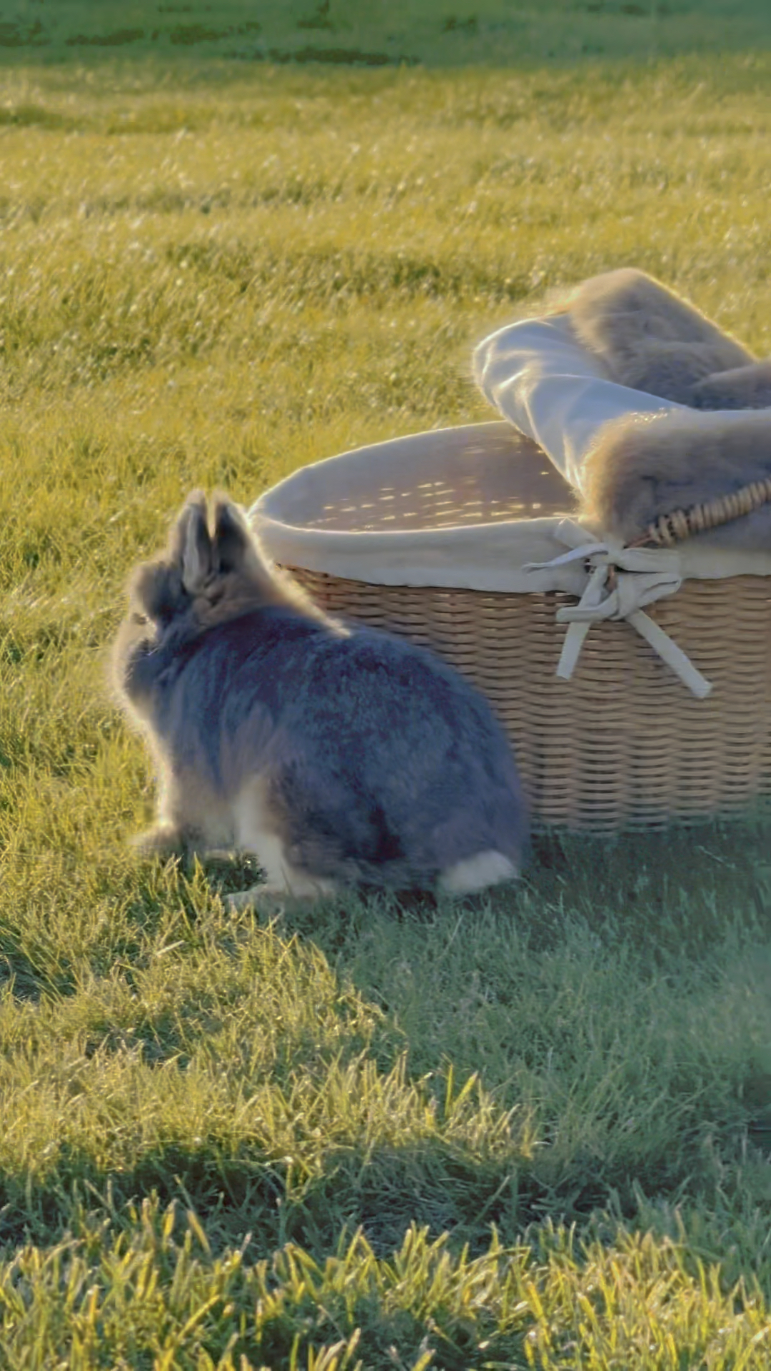 草地上的小兔子:拥抱自然与快乐