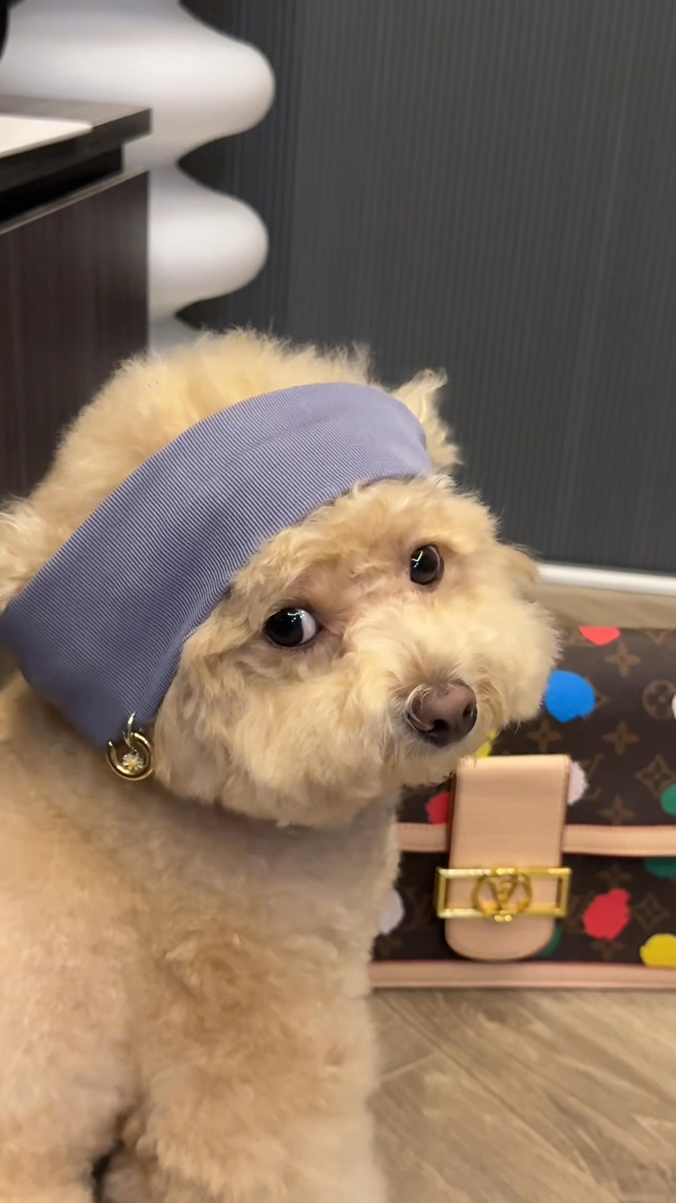 惊艳登场!泰迪的贵妇人造型