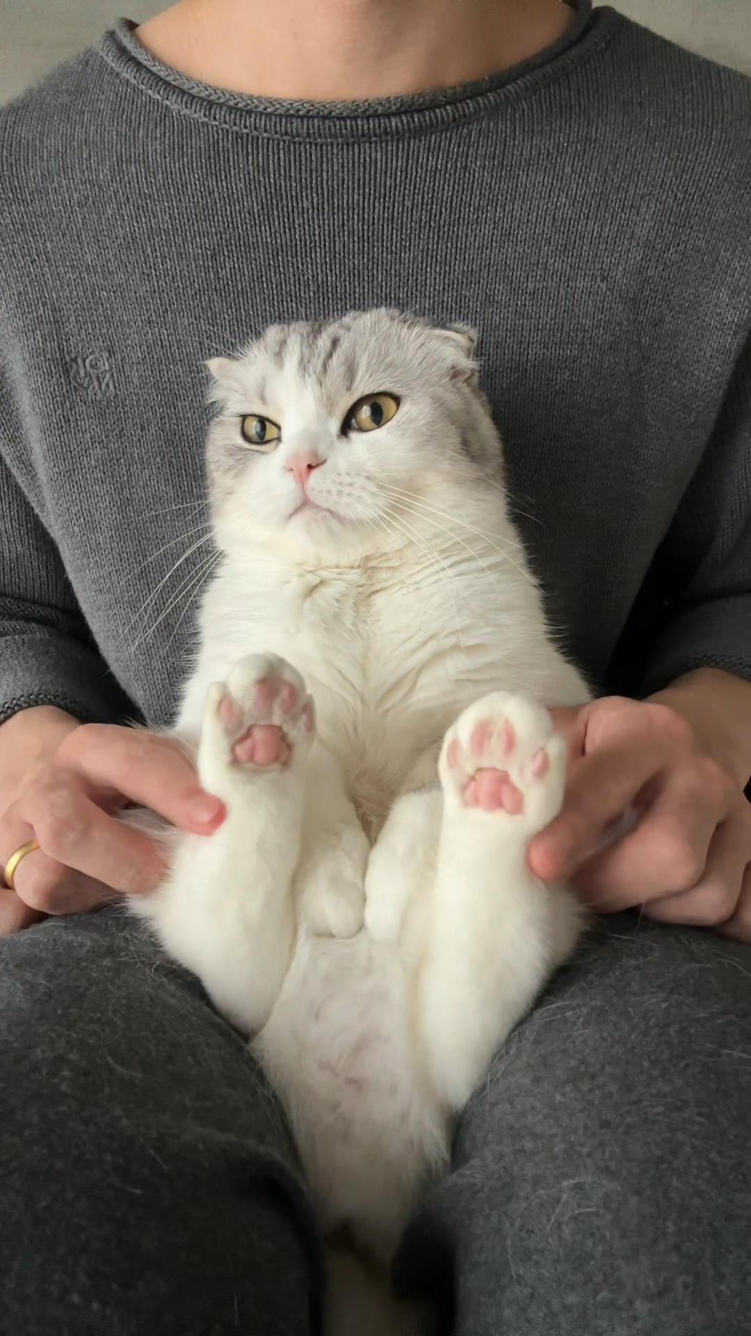 可爱猫咪,粉嫩小爪子超迷人