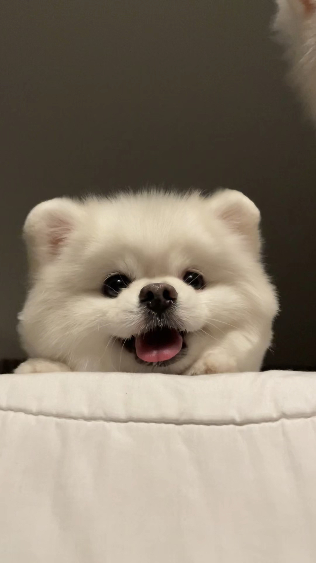 萌化人心!汪星人可爱爆棚