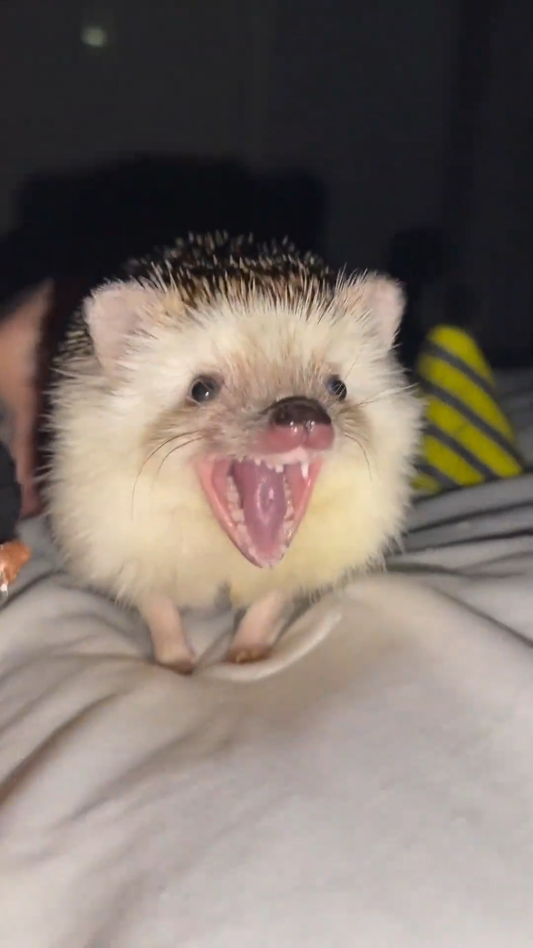 可爱的刺猬哈欠照,治愈你的每一天