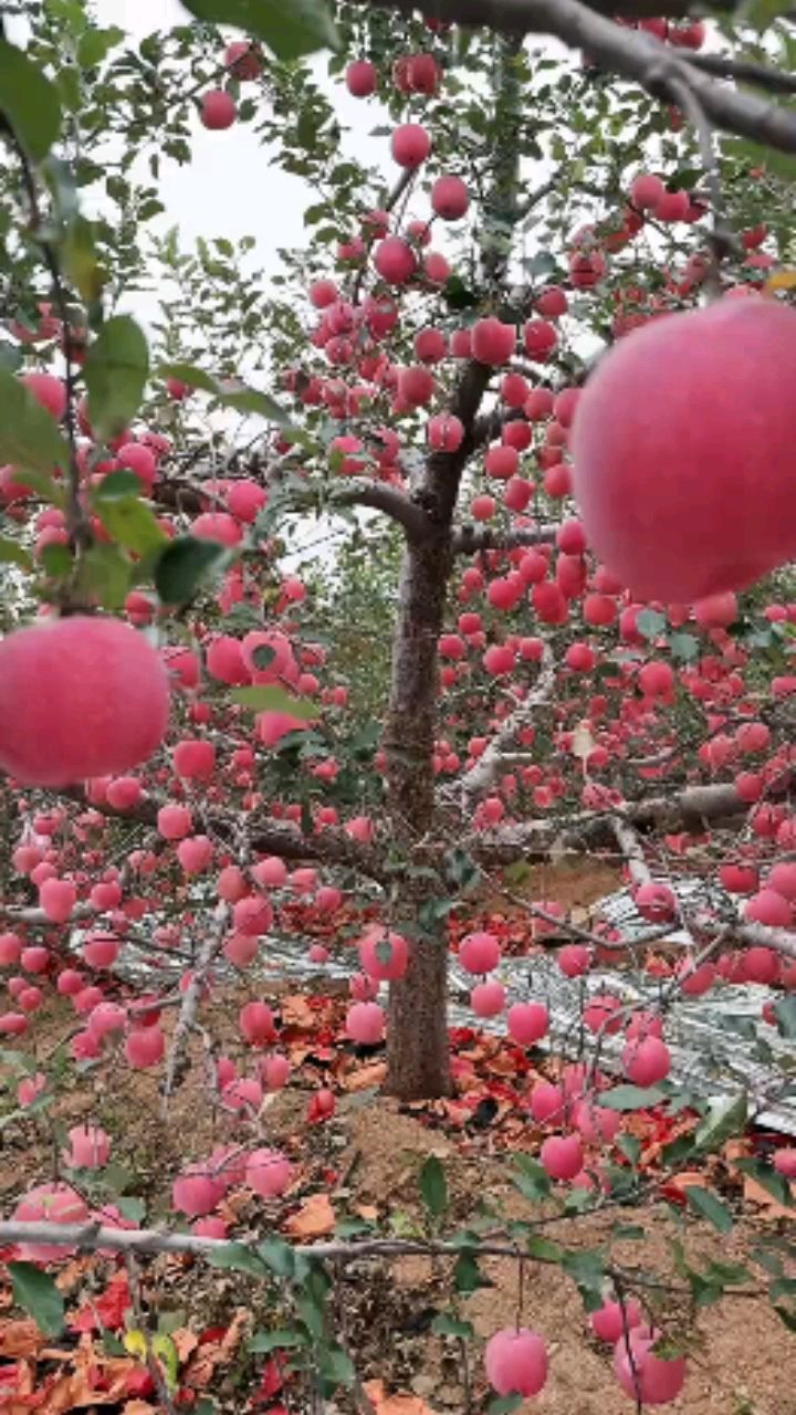 苹果树刚长出来的样子图片