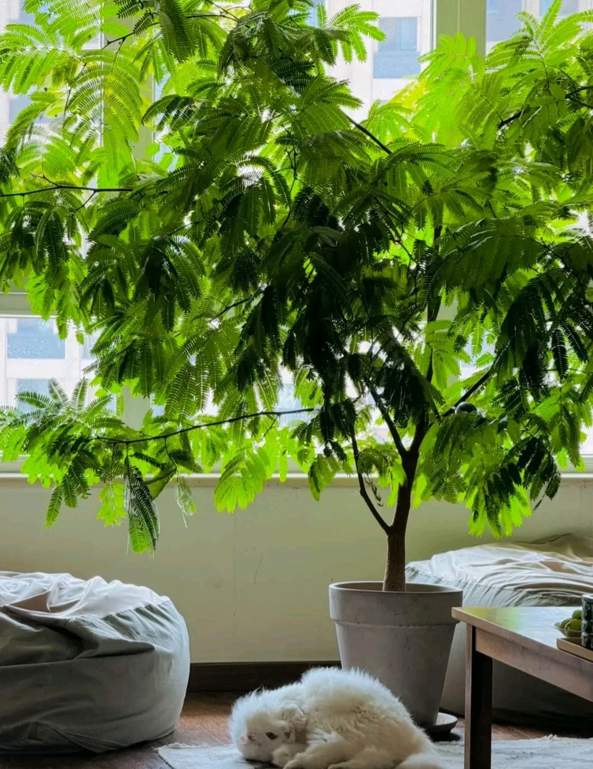 北京男子客厅养树意外走红一棵树一片景让人看了就心旷神怡