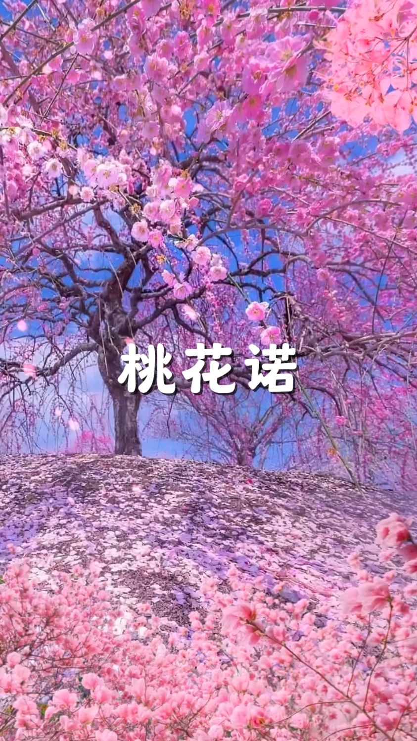 《桃花诺》电视剧《上古情歌》主题曲 青岛律师赵磊