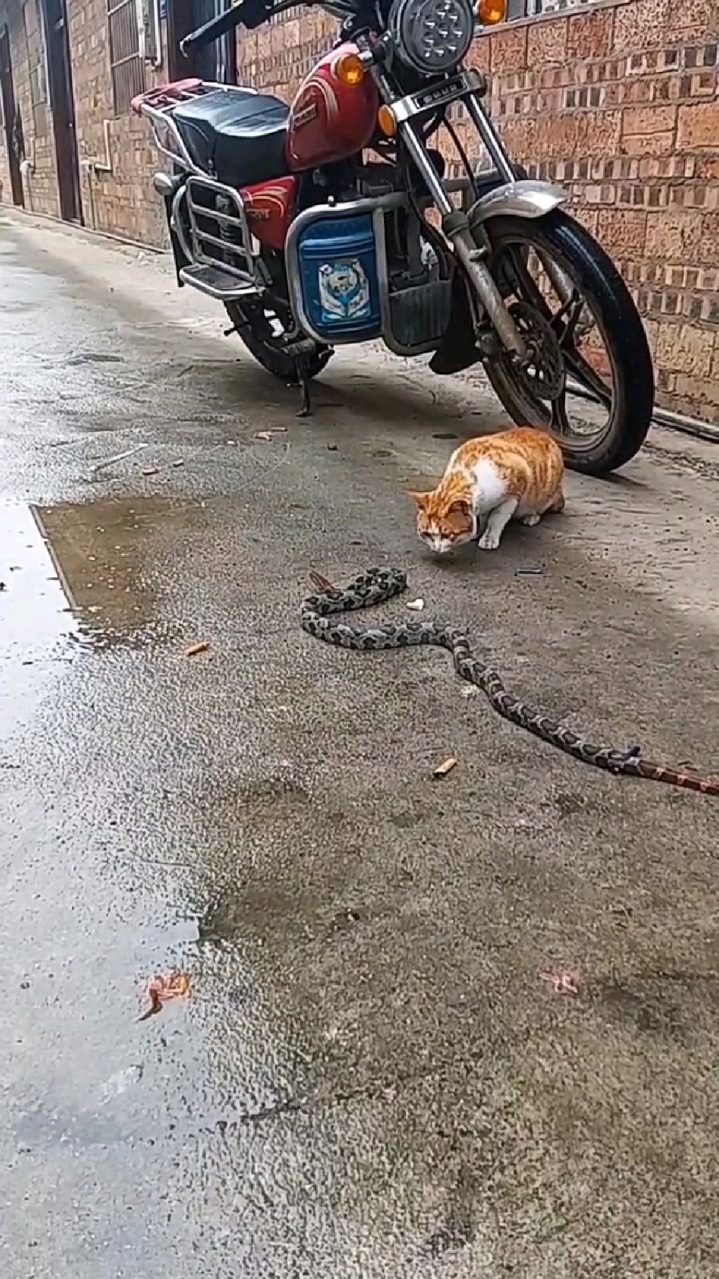 猫咪遭遇一条长蛇,双方都很谨慎,谁也不敢轻举妄动