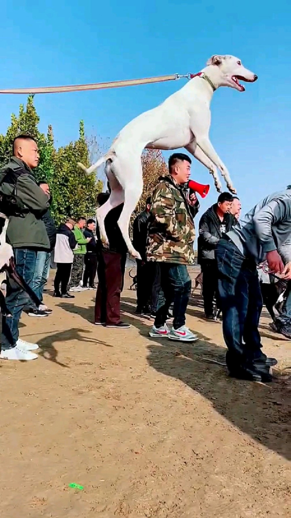 马犬和灵缇的串串图片图片