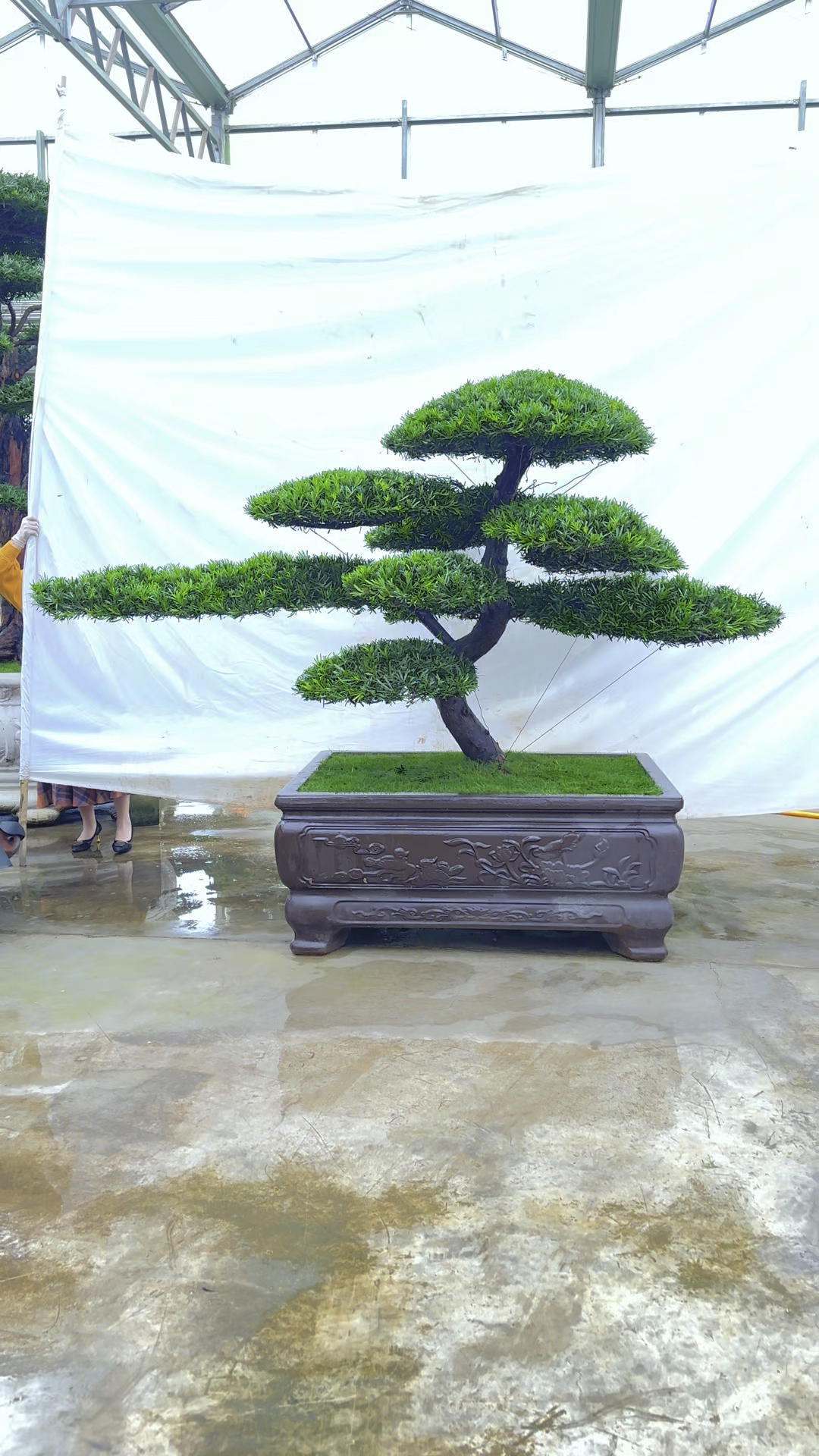 大师力作匠心独运,对每棵造型罗汉松都是完美追求值得您细细品味