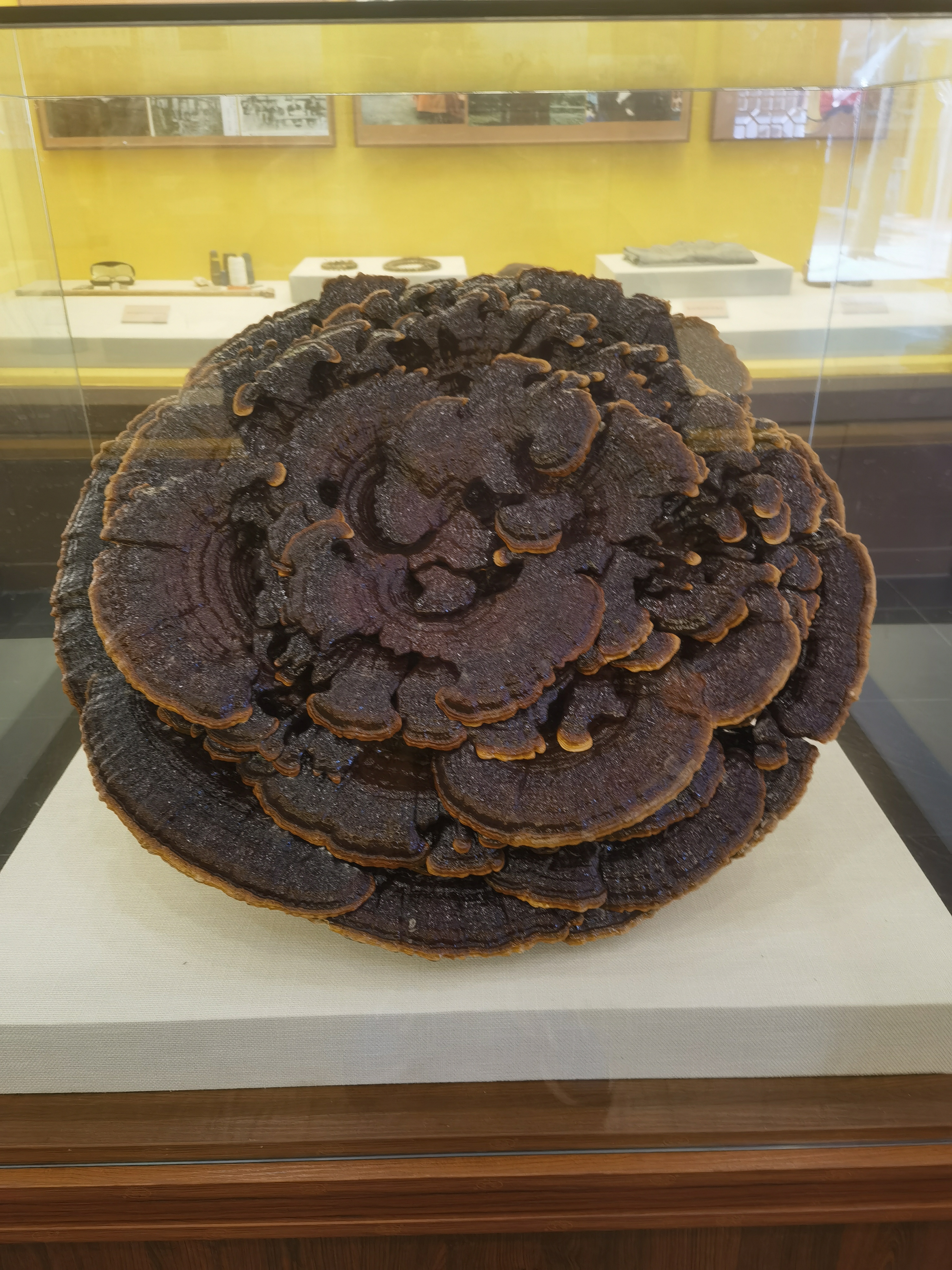 正定古城里看到了这个灵芝,应该不止千年了,关键是长的很漂亮,具体