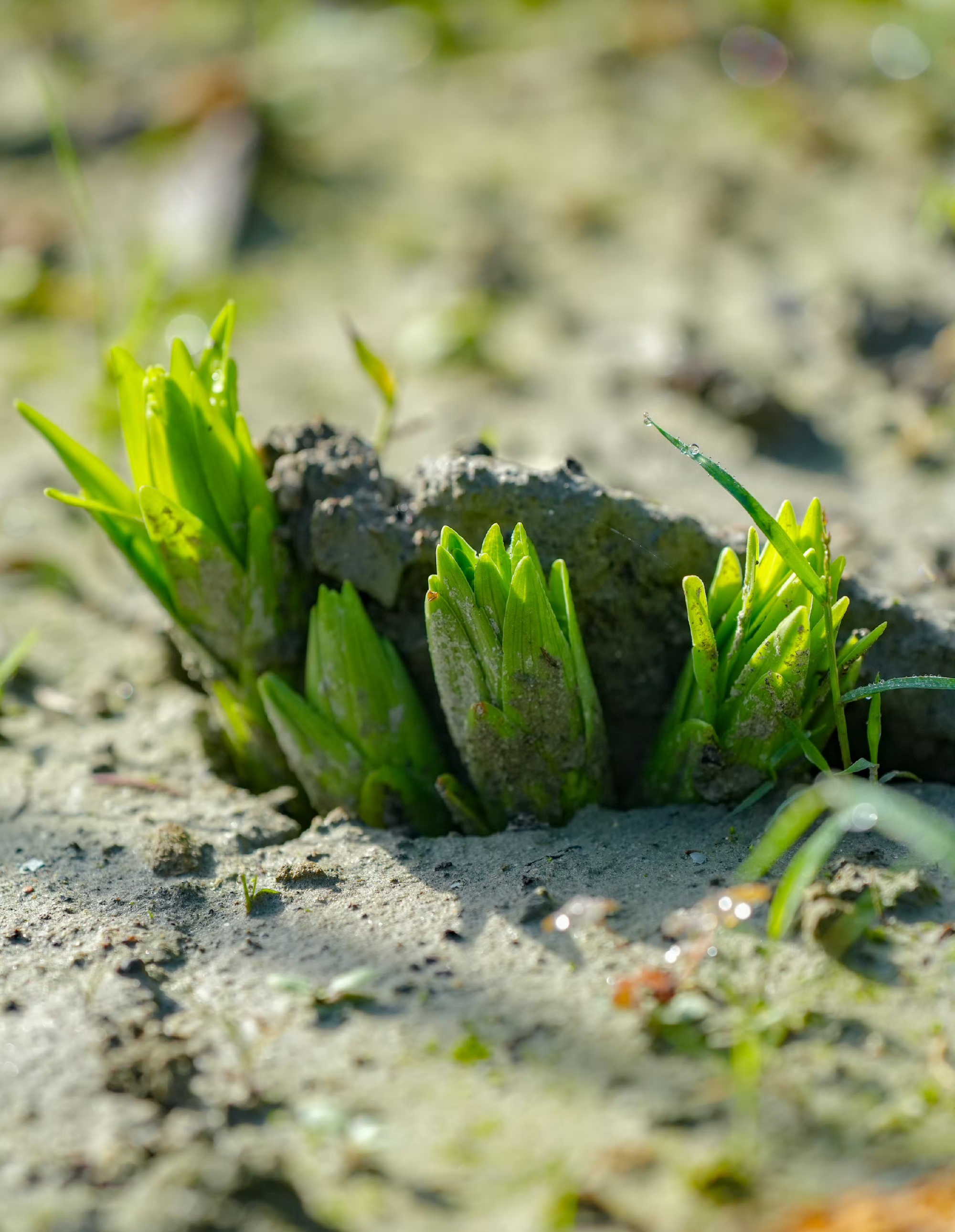 图为花园地栽的秋百合破土而出,你们的秋百合发芽了吗?
