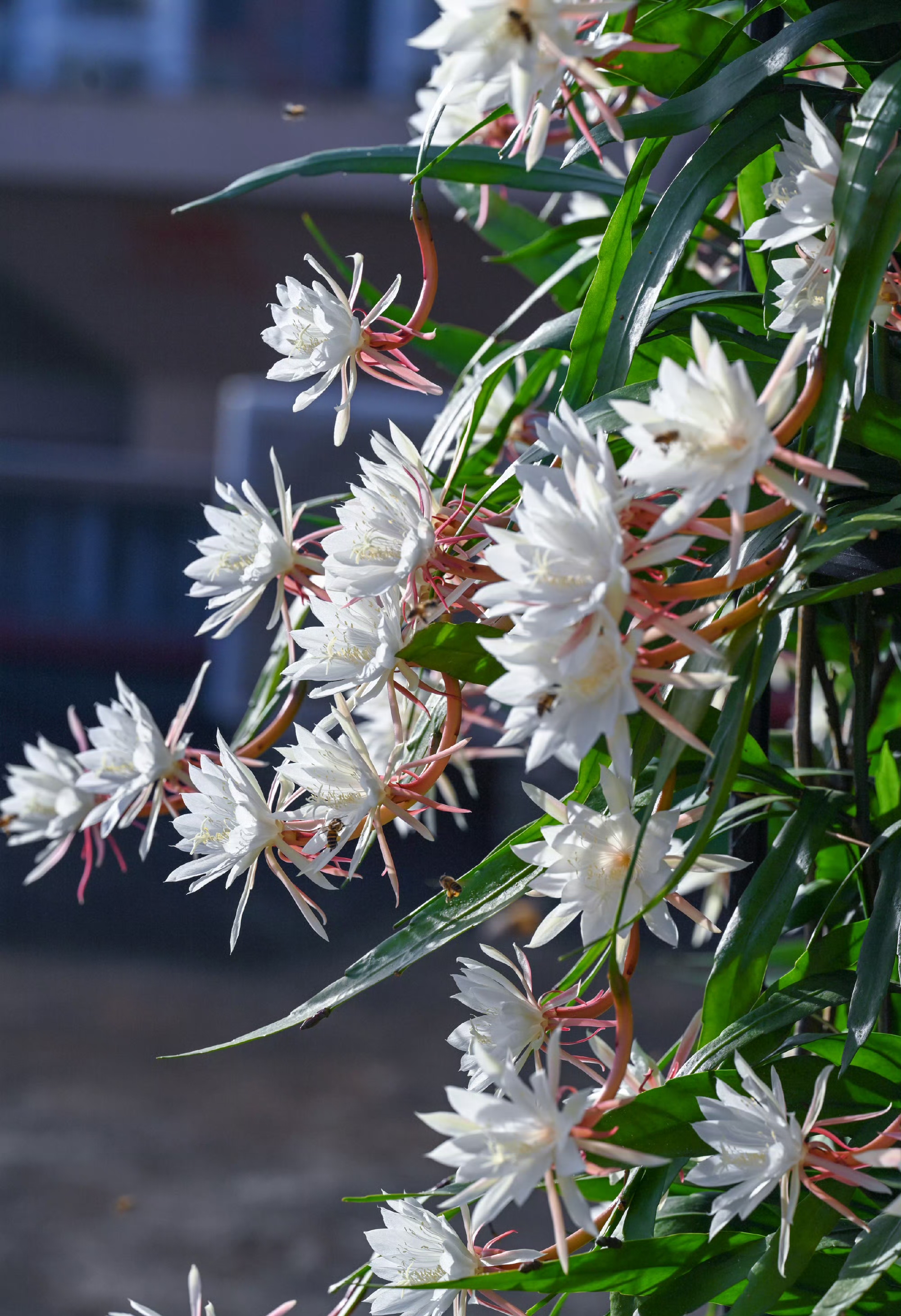 昙花生活环境图片