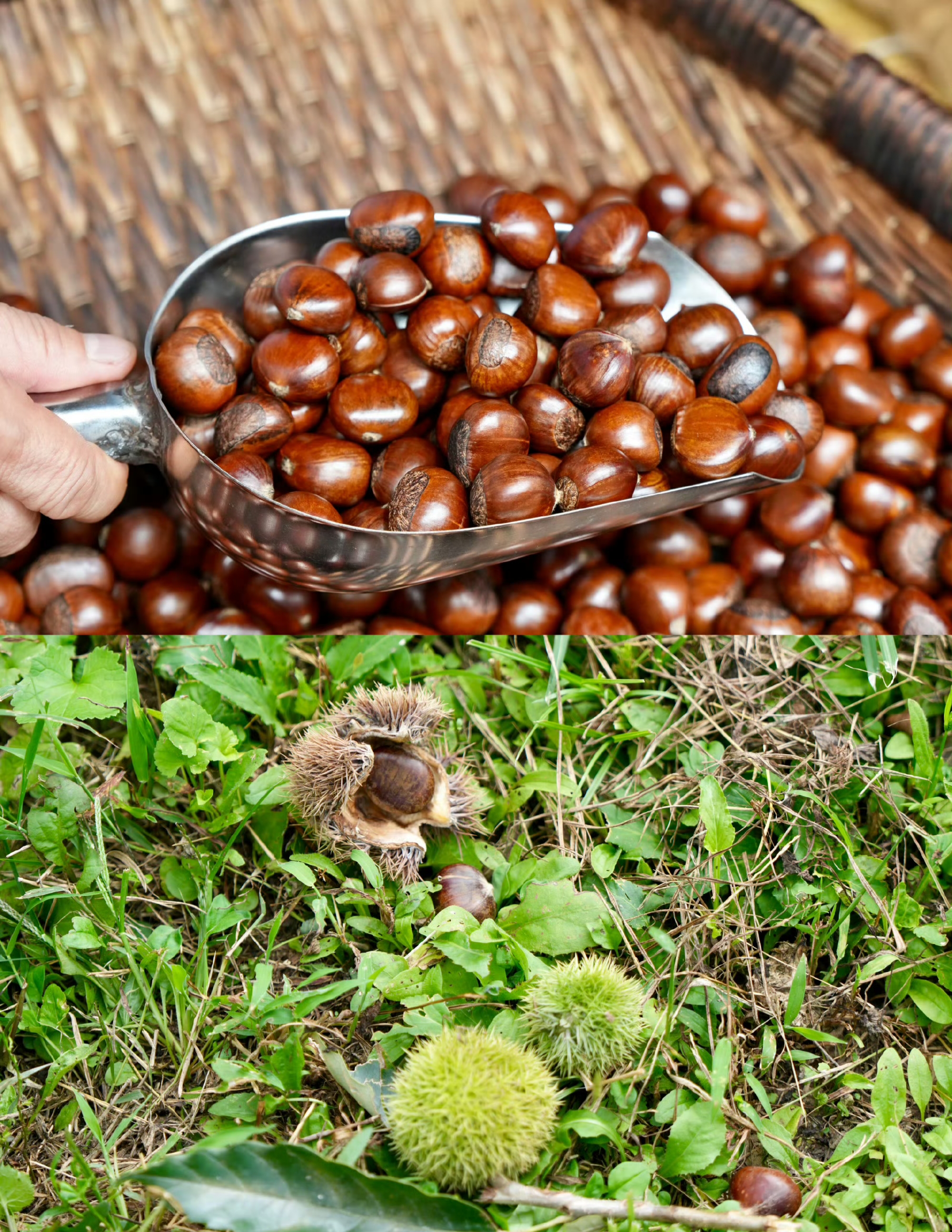 动态连更挑战# 京郊旅行 快来怀柔水长城免费捡栗子