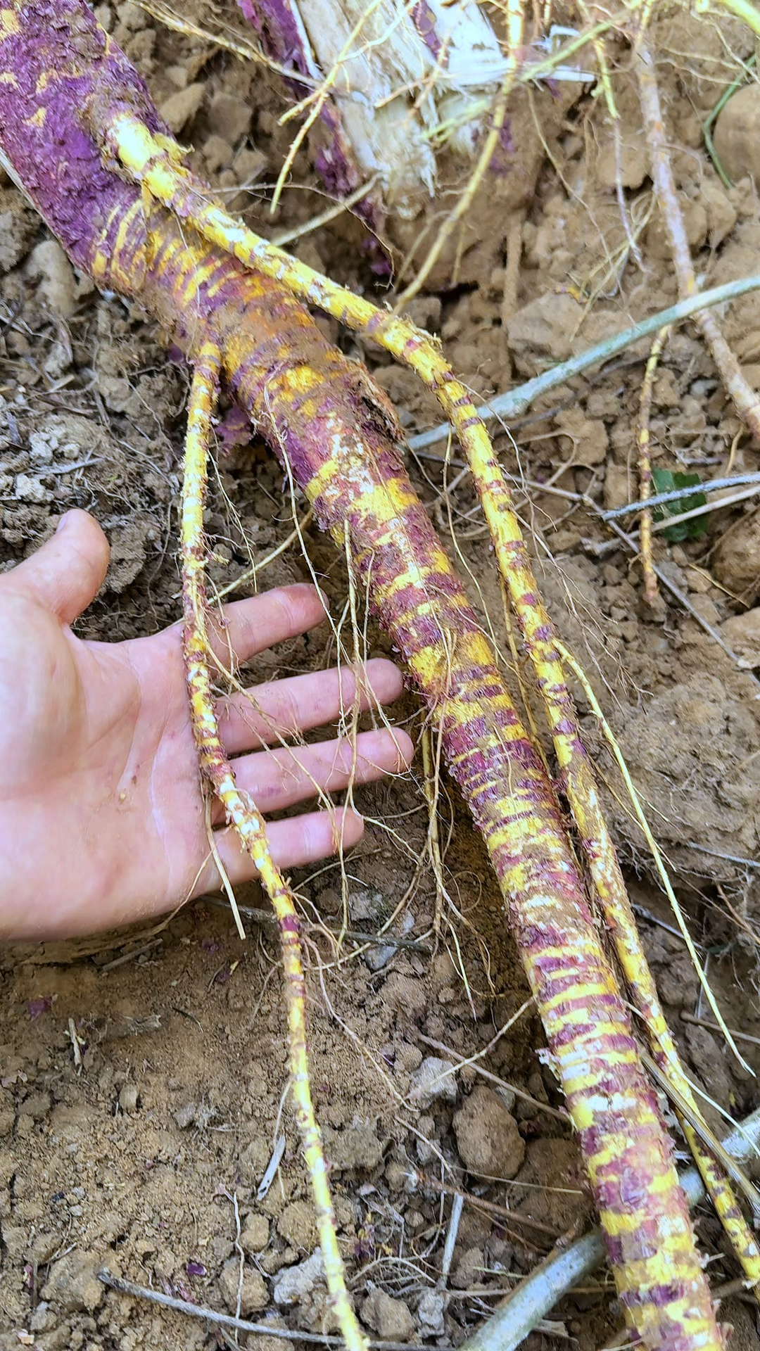 桑根你知道吗?桑根也称桑树根,老一辈的农村人都会采挖一些晒干