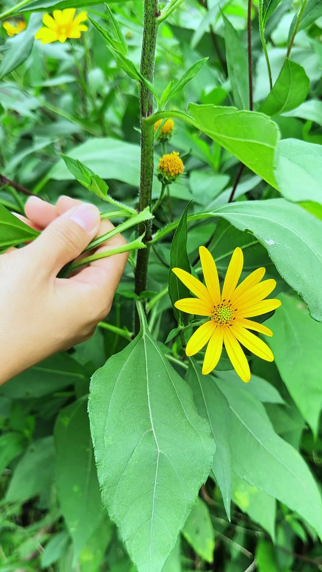 这种植物叫洋姜,也叫菊芋,村里的老人不恫烧囊蹲由垢