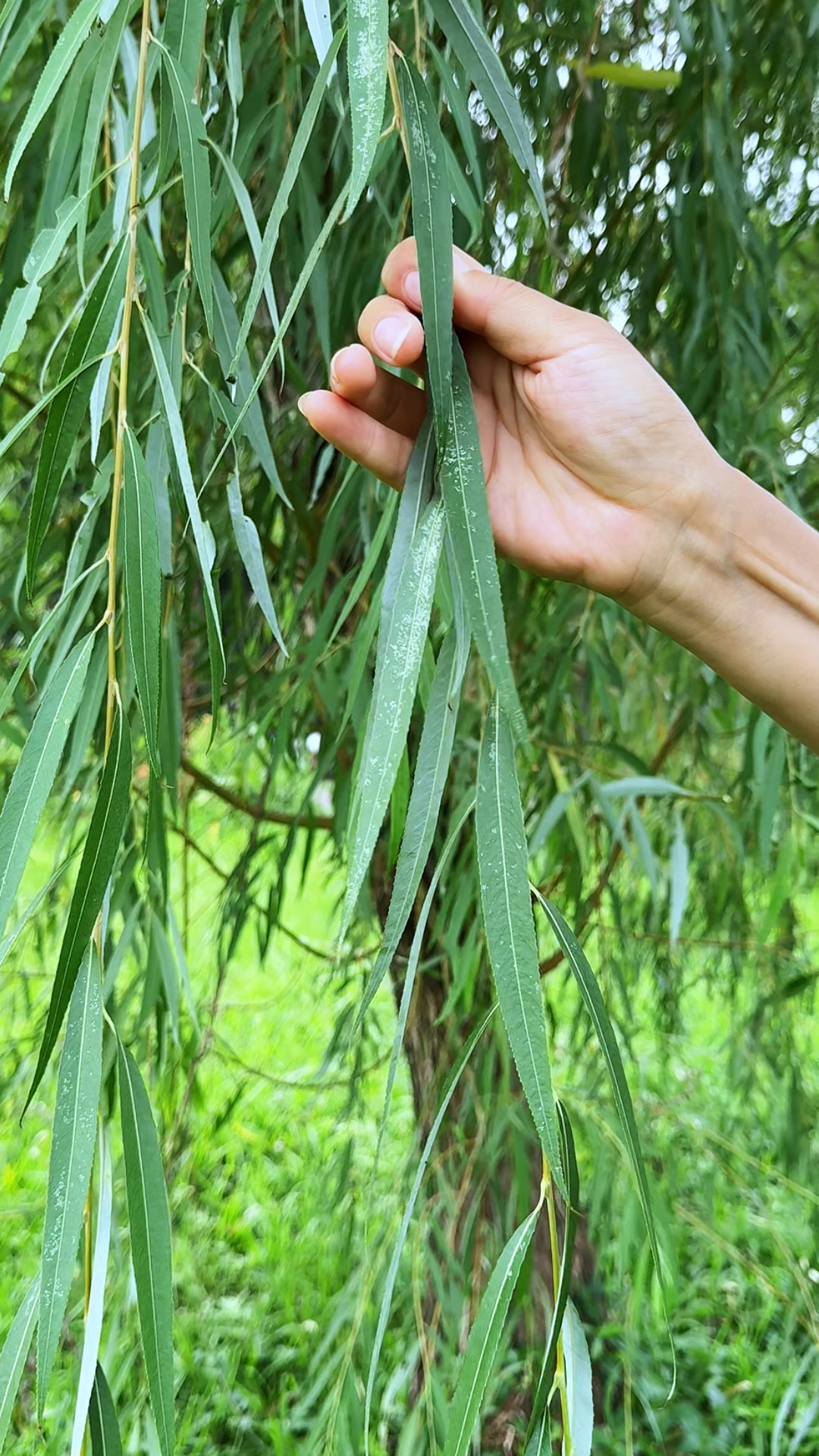 柳树的样子怎么说图片