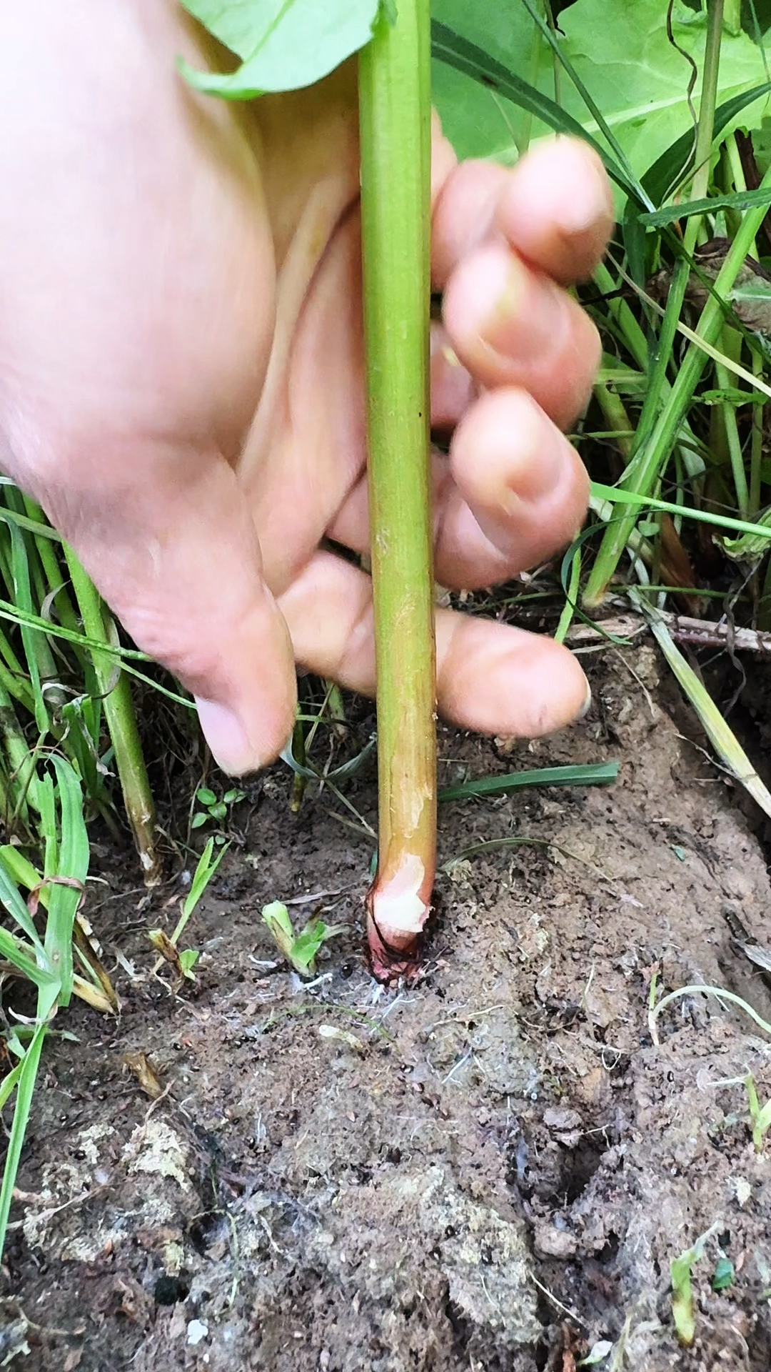 野波菜又称土大黄,红筋大黄,村里人遇见都会把它采收回家