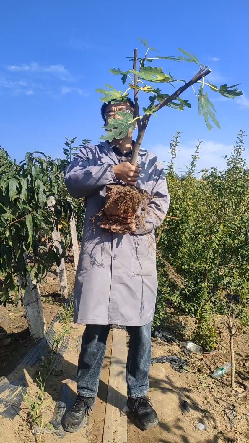 波姬红盆栽无花果树,适合庭院种植,口感纯甜汁水多