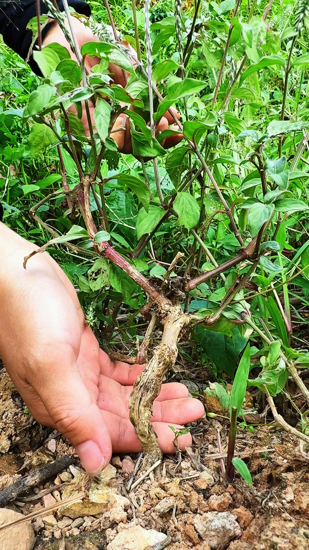 这种植物叫土牛膝,农村人遇到会采挖它的根部晾晒.