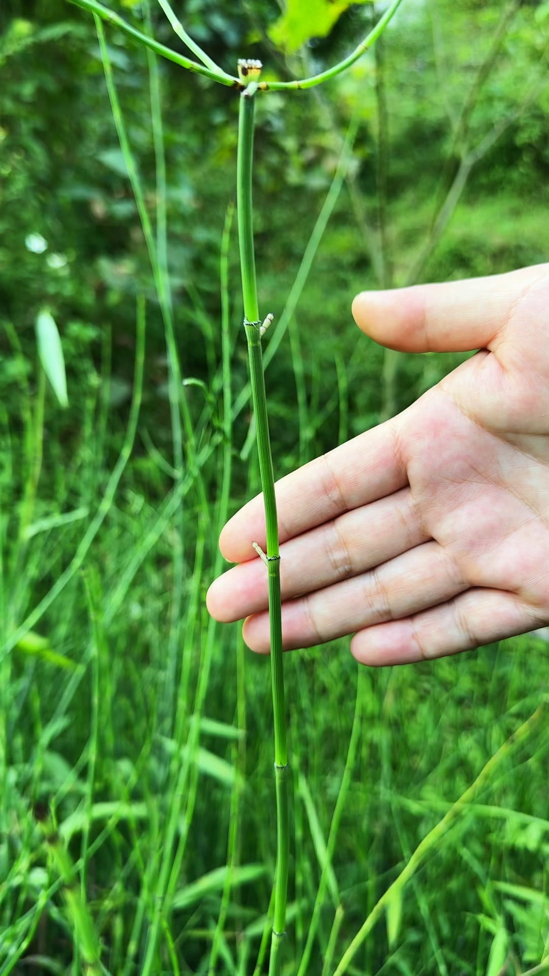 这种没有叶,不开花,不结果的植物叫节节草.村里人采摘回来晾晒