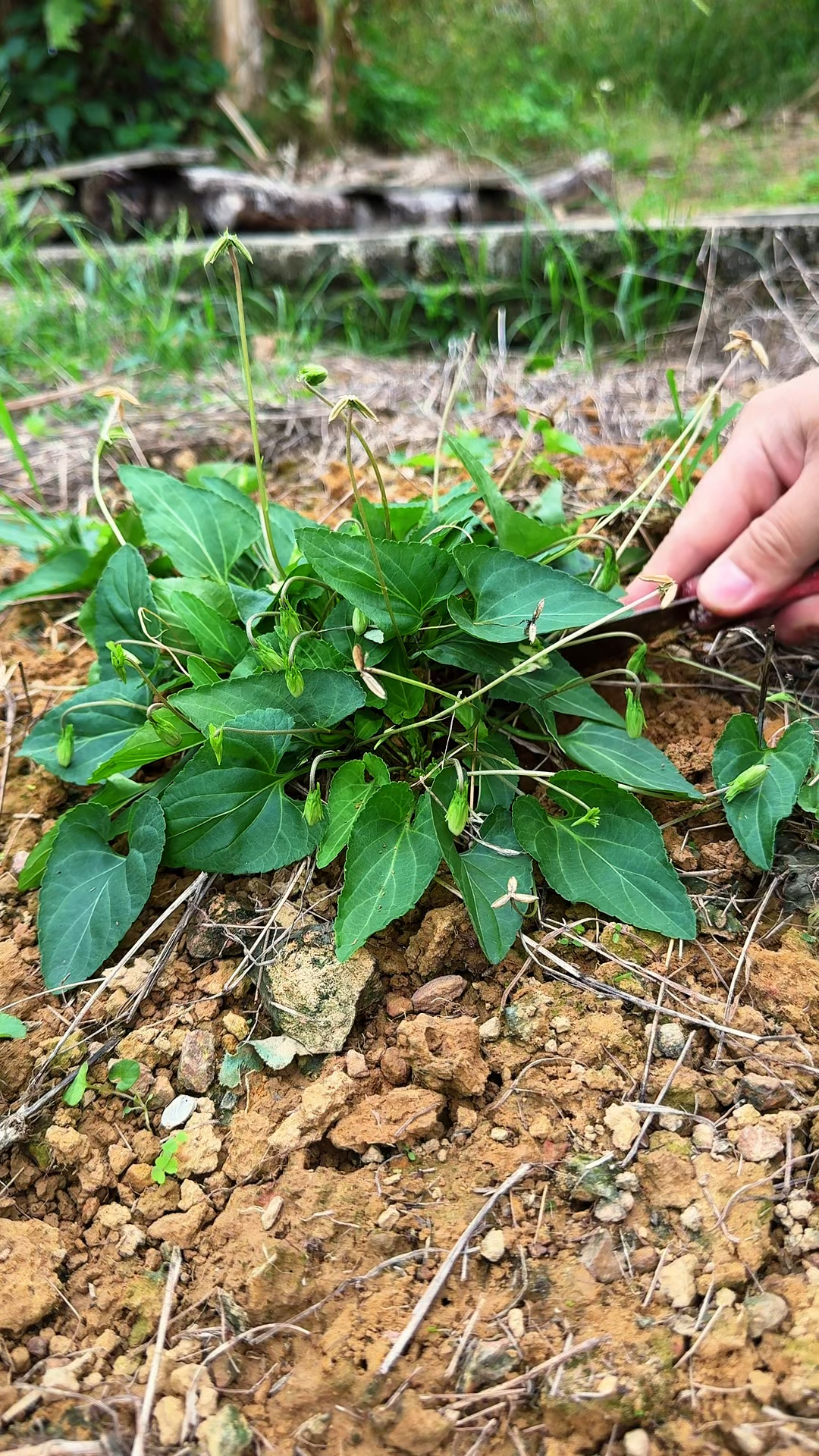 这种植物叫紫花地丁