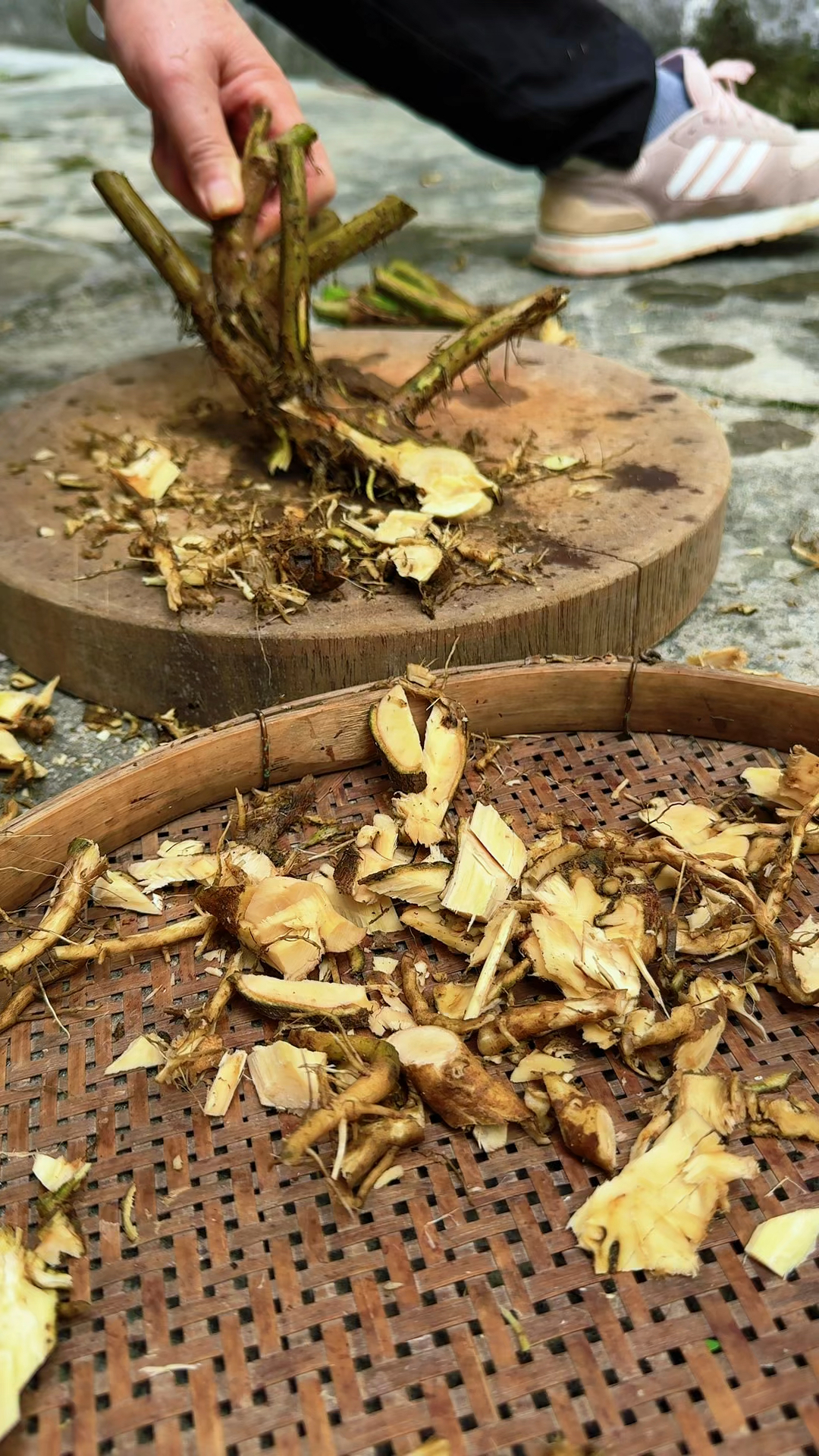 苍耳根是菊科植物苍耳的根部,村民采挖回来晾晒