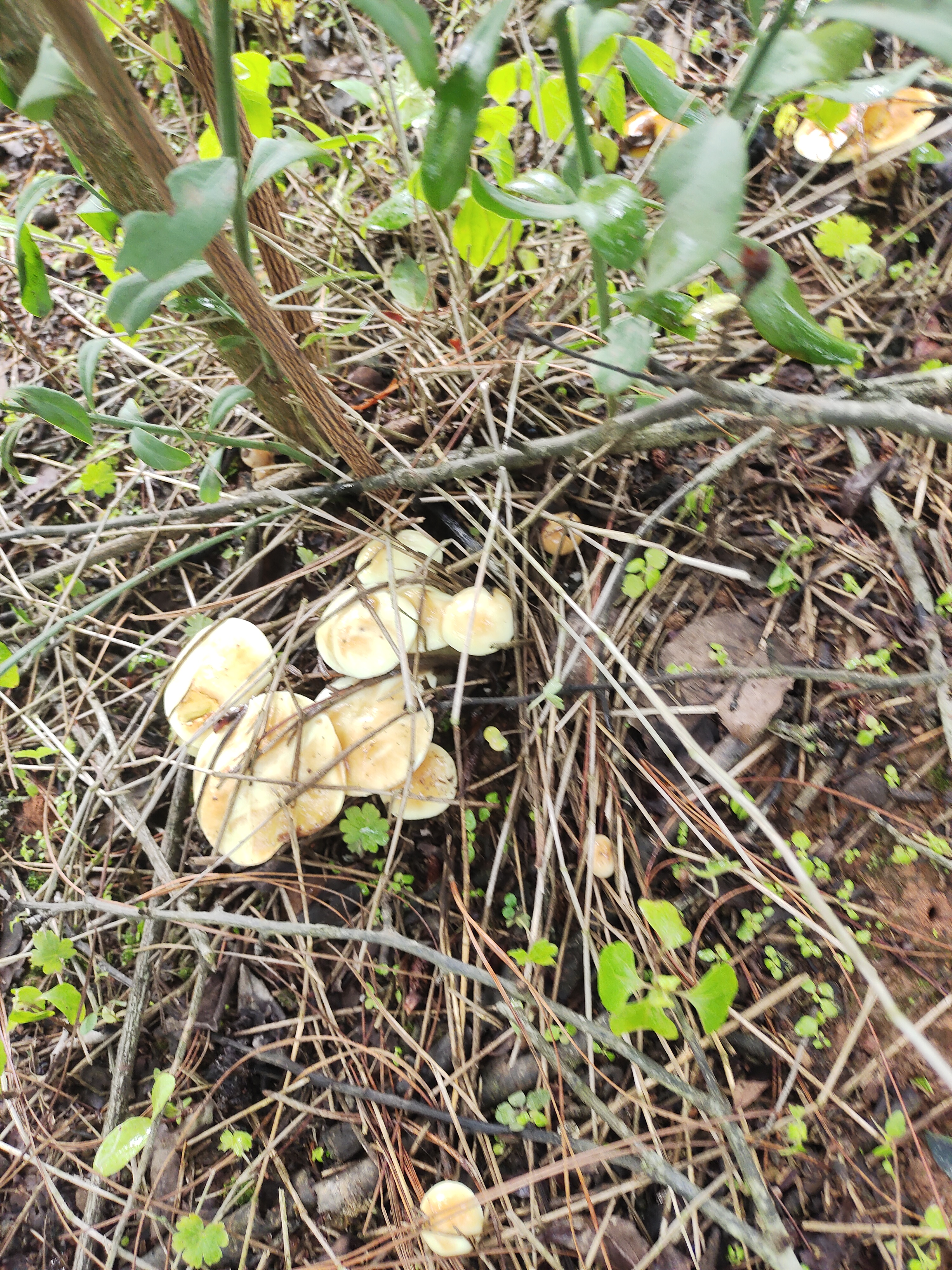 野生菌《松毛菌乳菇》属于云南人的减肥神药
