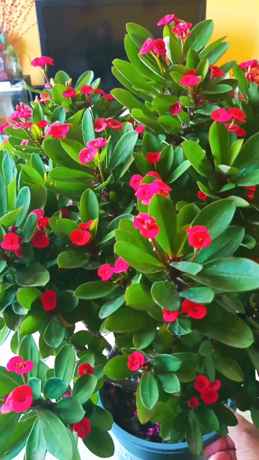 想要我们的虎刺梅开花多,养护不要犯三个错