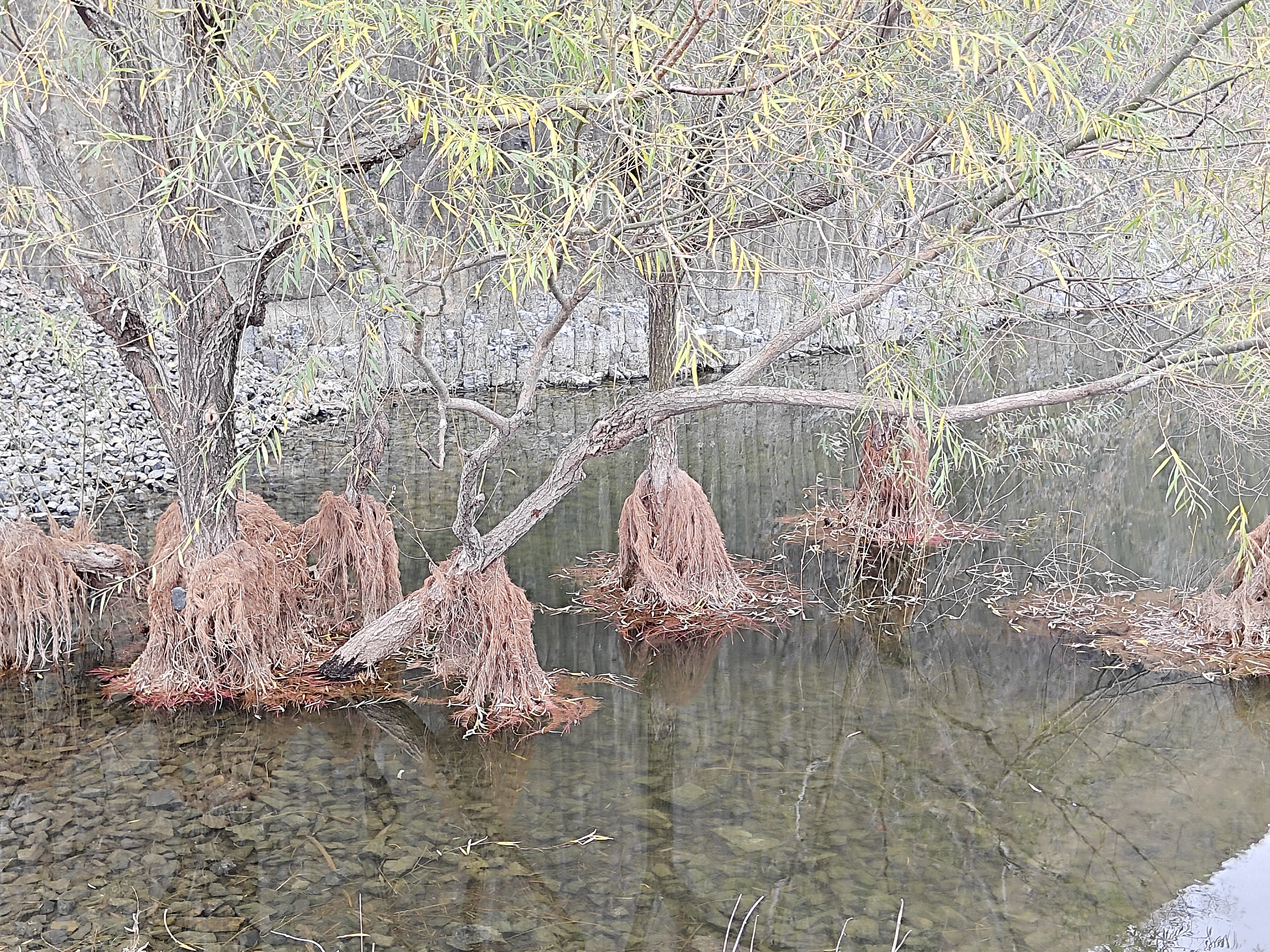 大水退去,水中的柳树长出了褐色的"胡须"——气生根,细细看来,这"胡须