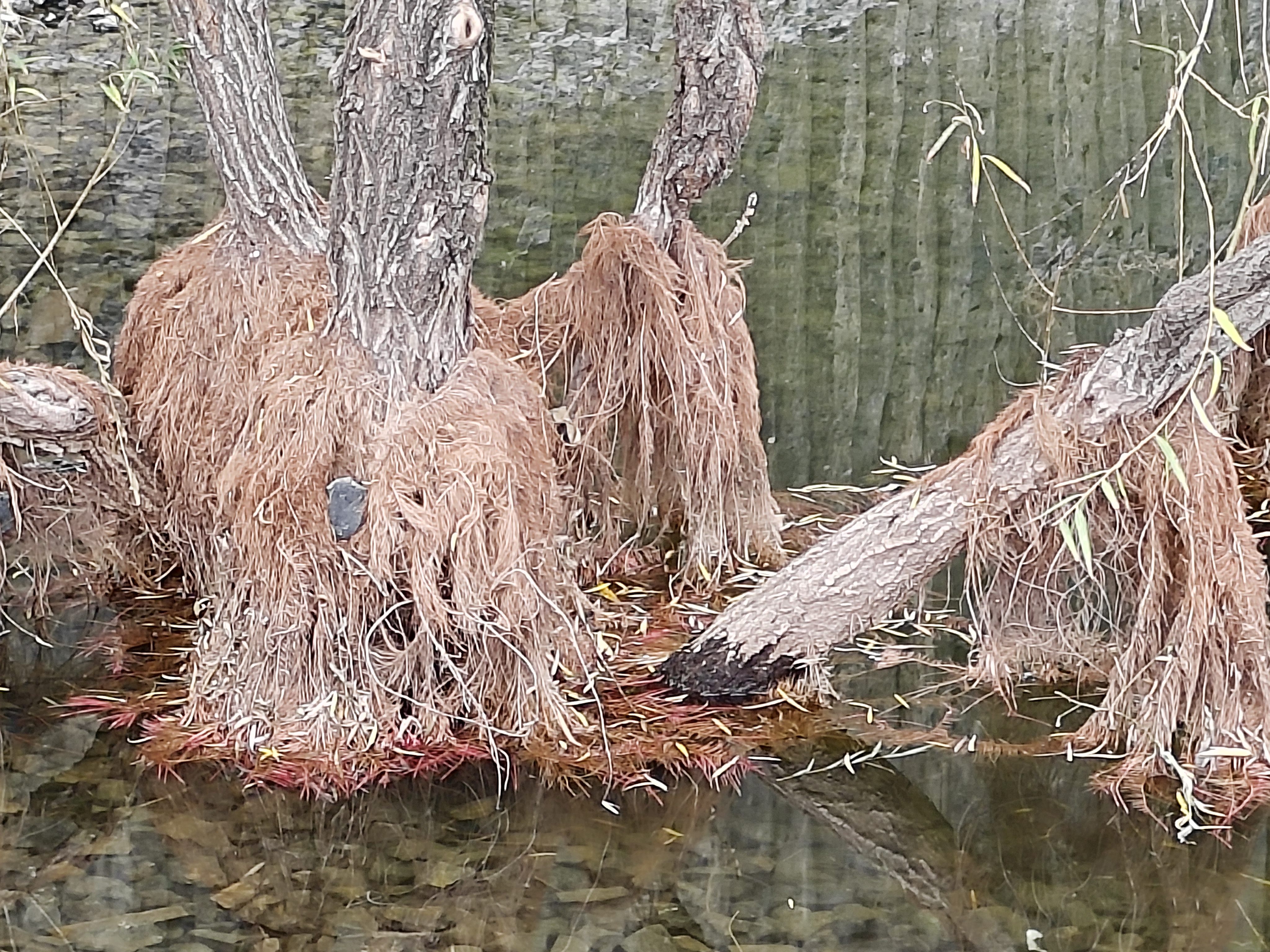 大水退去,水中的柳树长出了褐色的"胡须"——气生根,细细看来,这"胡须