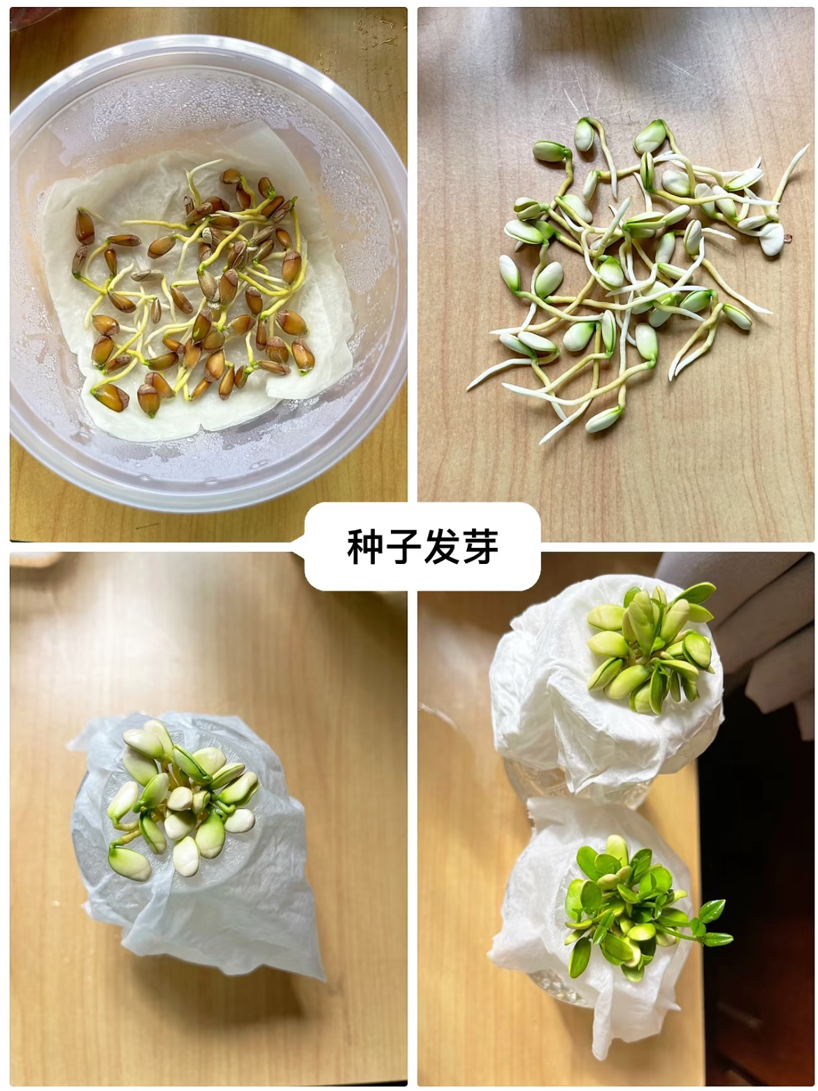 吃完的水果核别扔这样培育一下几天就能长成一个小盆栽