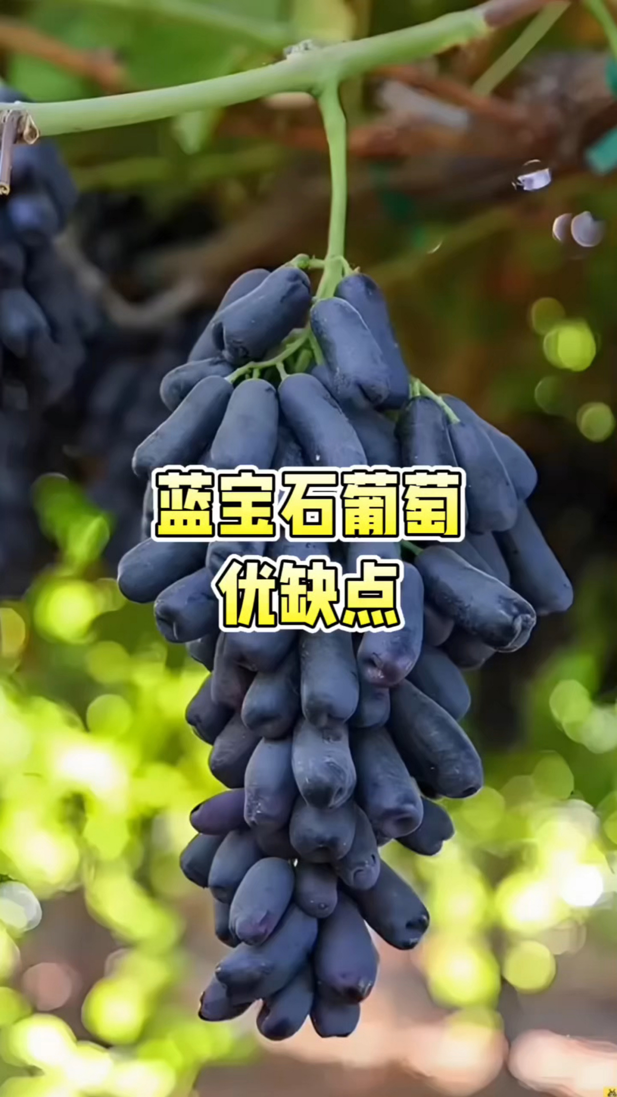 蓝宝石葡萄优缺点