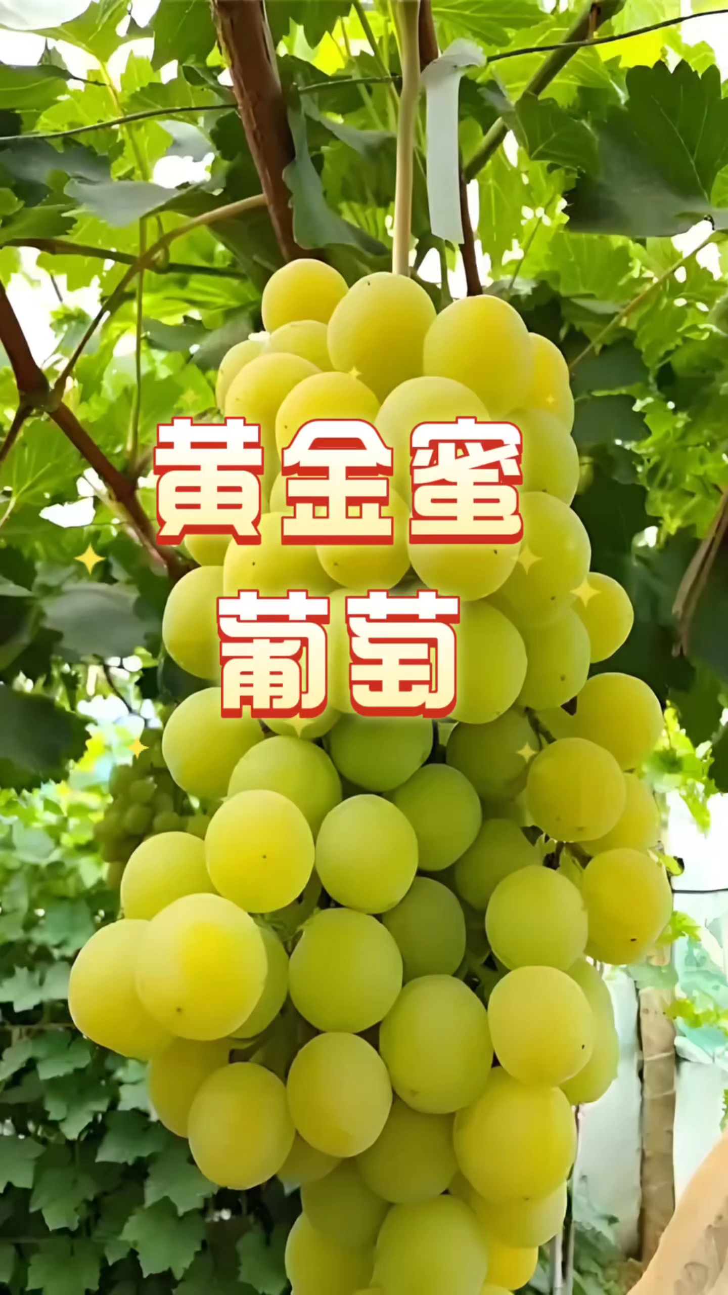 黄金蜜葡萄品种简介图片