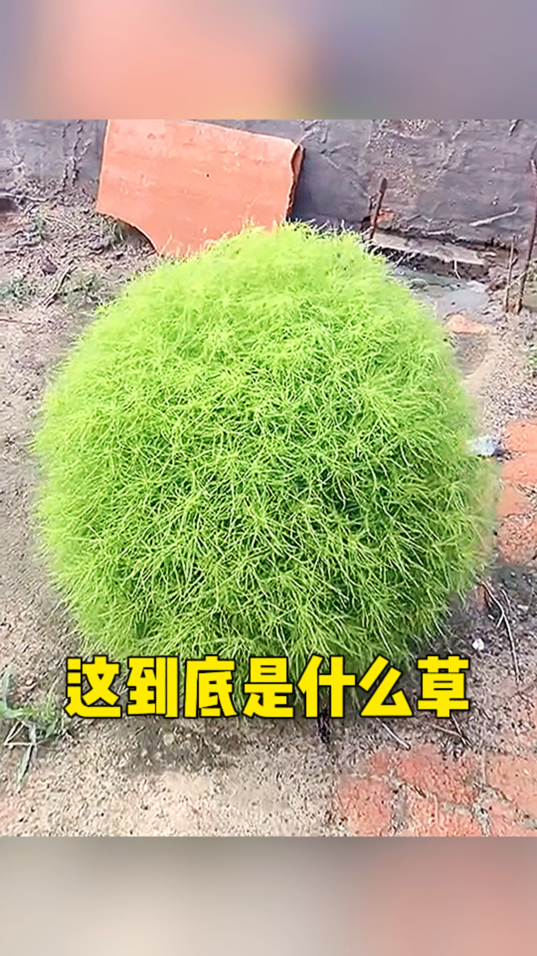 这到底是什么草 毛茸茸的