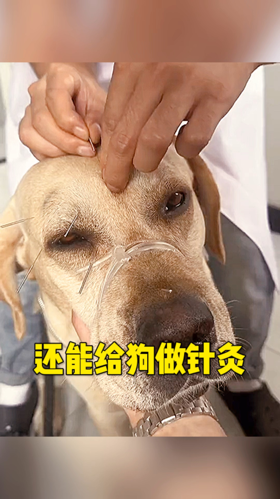 第一次见给狗针灸的