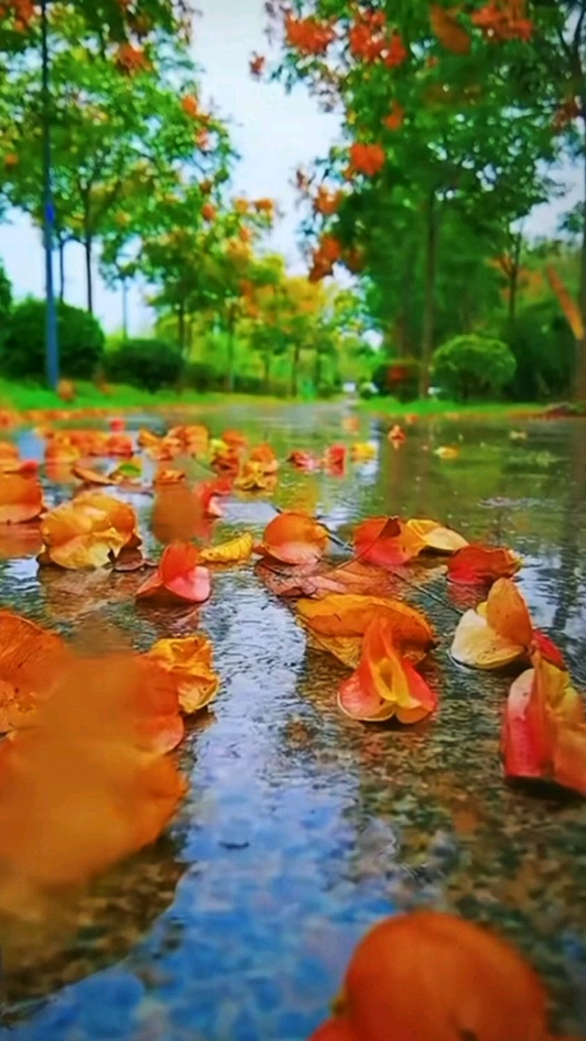 秋雨缠绵,落叶翩翩,如诗如画的世界令人陶醉