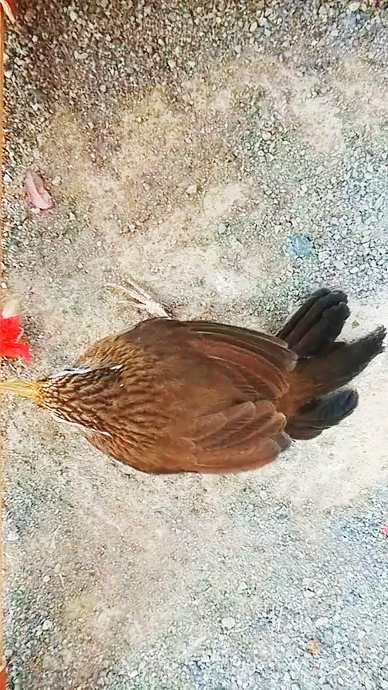 画眉鸟鸟斗鸟,太凶了